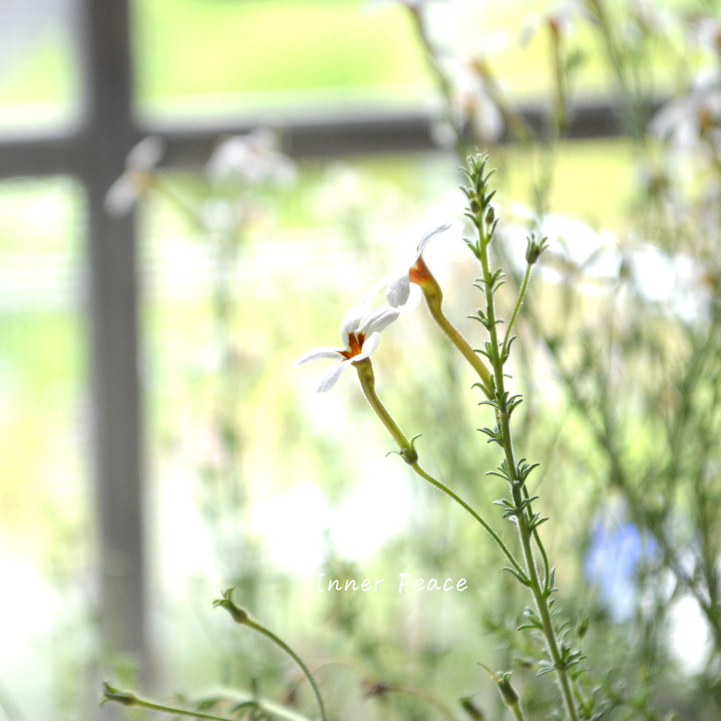 【暑さに強い】 ジャメスブリテニア 『ソフィー』 3寸POT