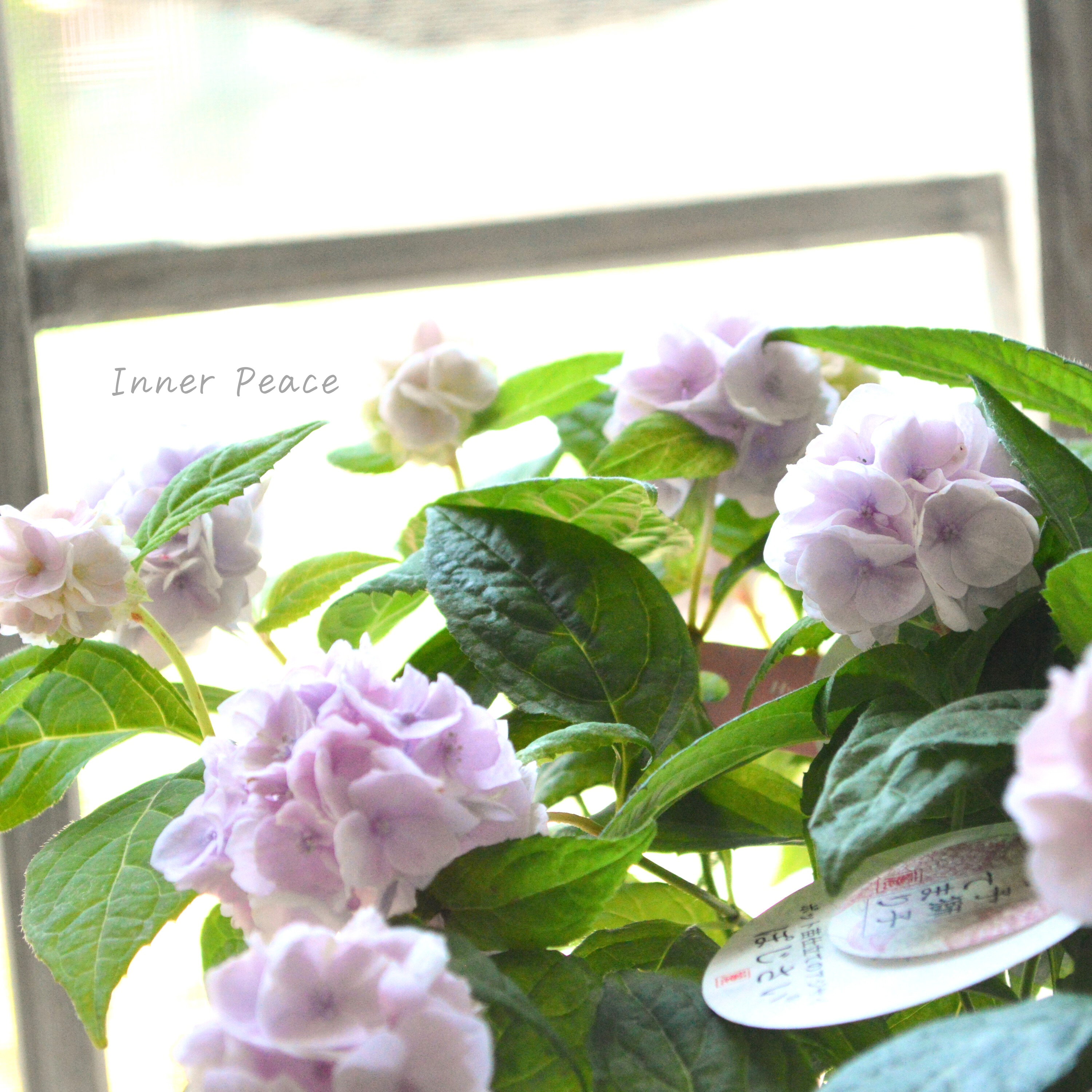 【吉岡麗子さん】 紫陽花 (ぽじさい) 『伊予獅子てまり』 3号POT