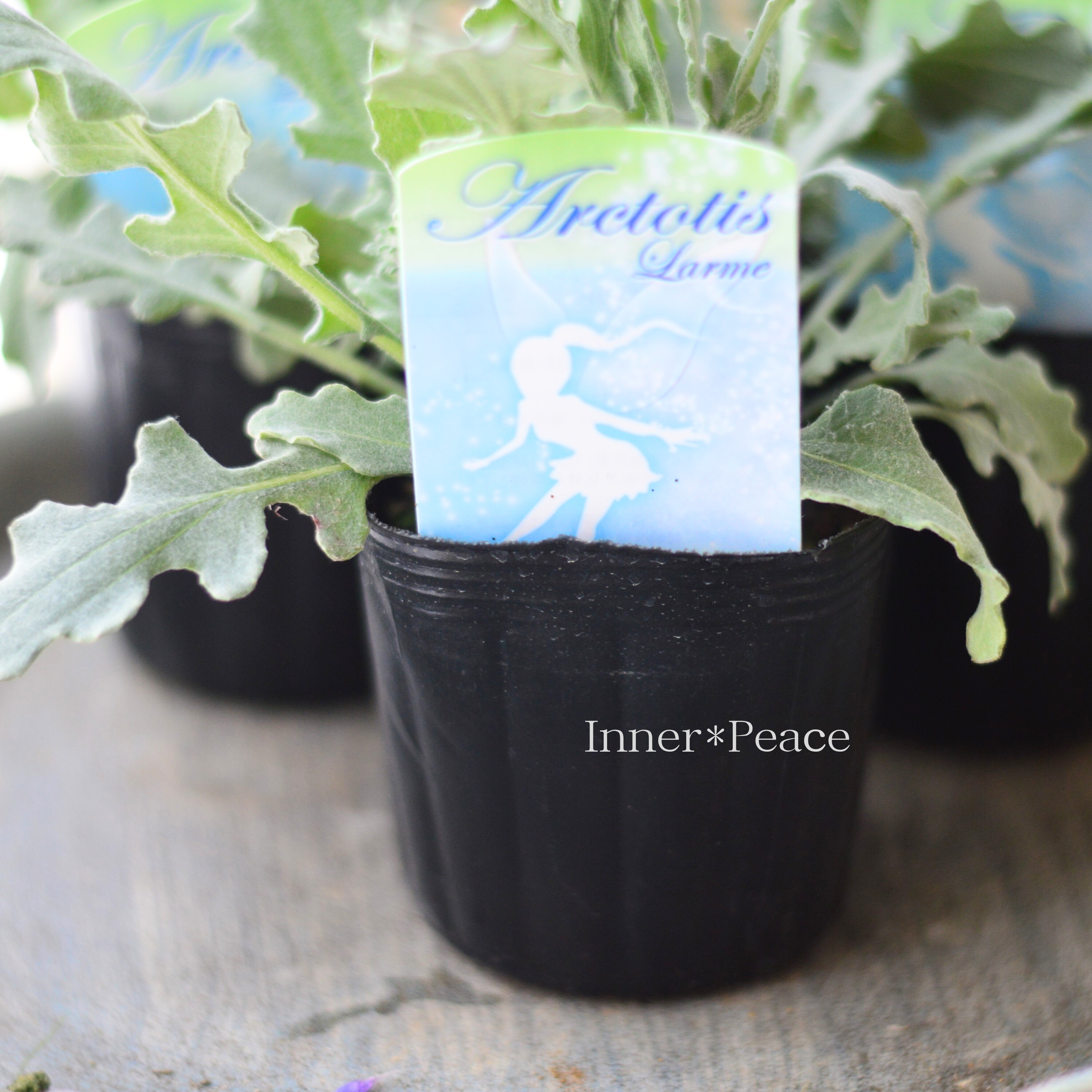 【かわいい】 アークトチス 『ラルム』 3寸POT