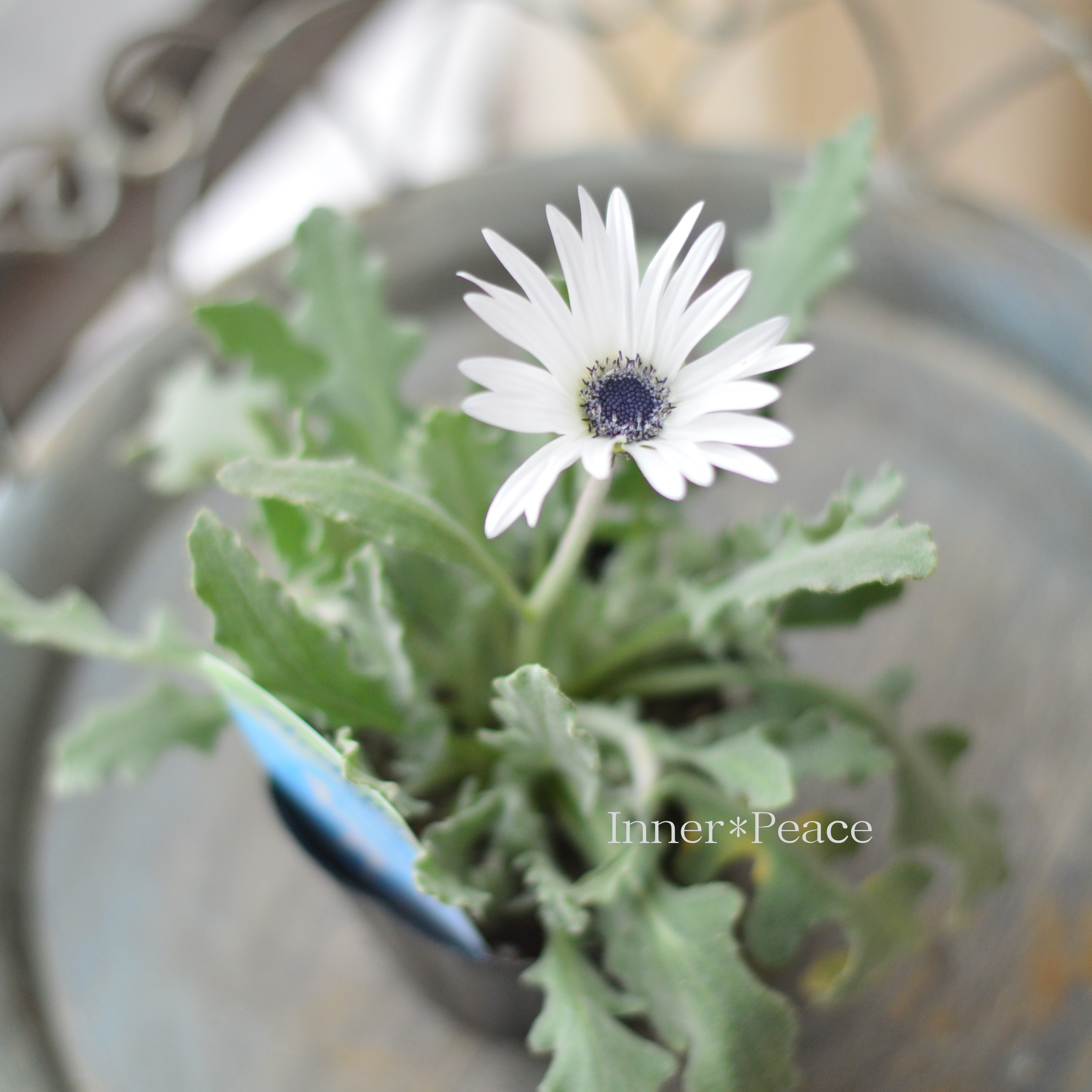 【かわいい】 アークトチス 『ラルム』 3寸POT