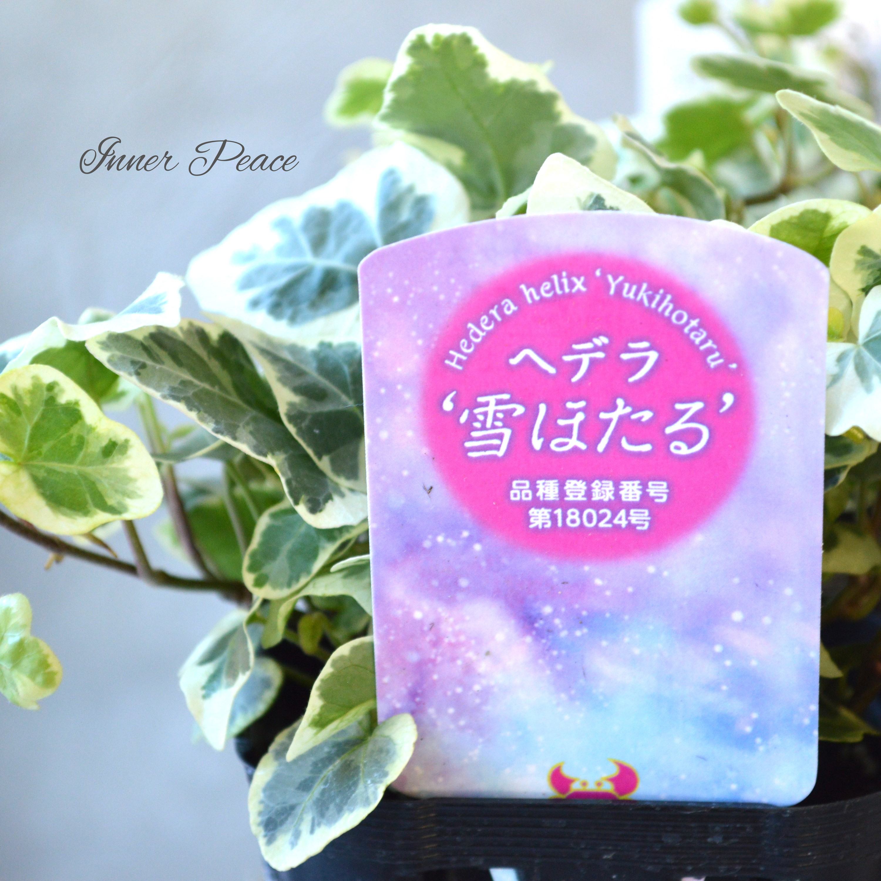 【希少】 ヘデラ 『雪ほたる』 2.5~3寸POT