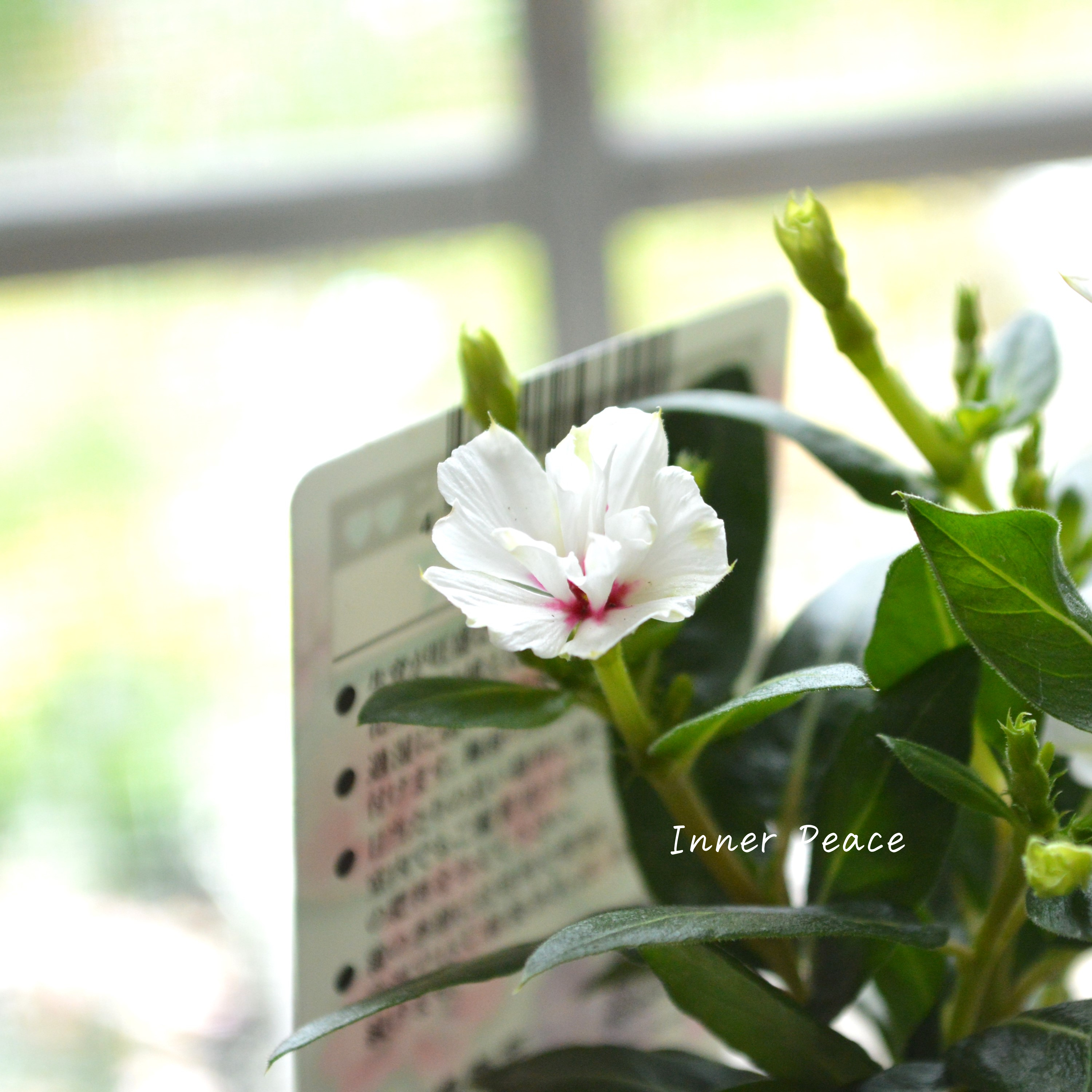 【北島園芸さん】 ニチニチソウ(八重咲き) 『ミラシリーズ・ユニコーン』 3.5寸POT