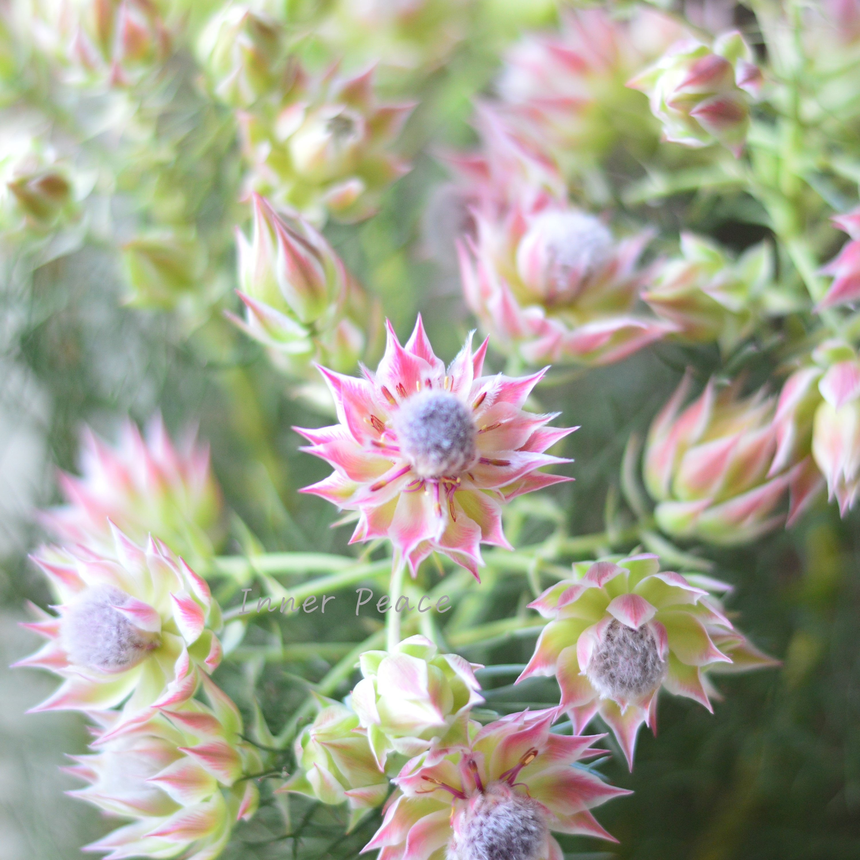 【大苗】 セルリア 『プリティーピンク』 7号スリット鉢