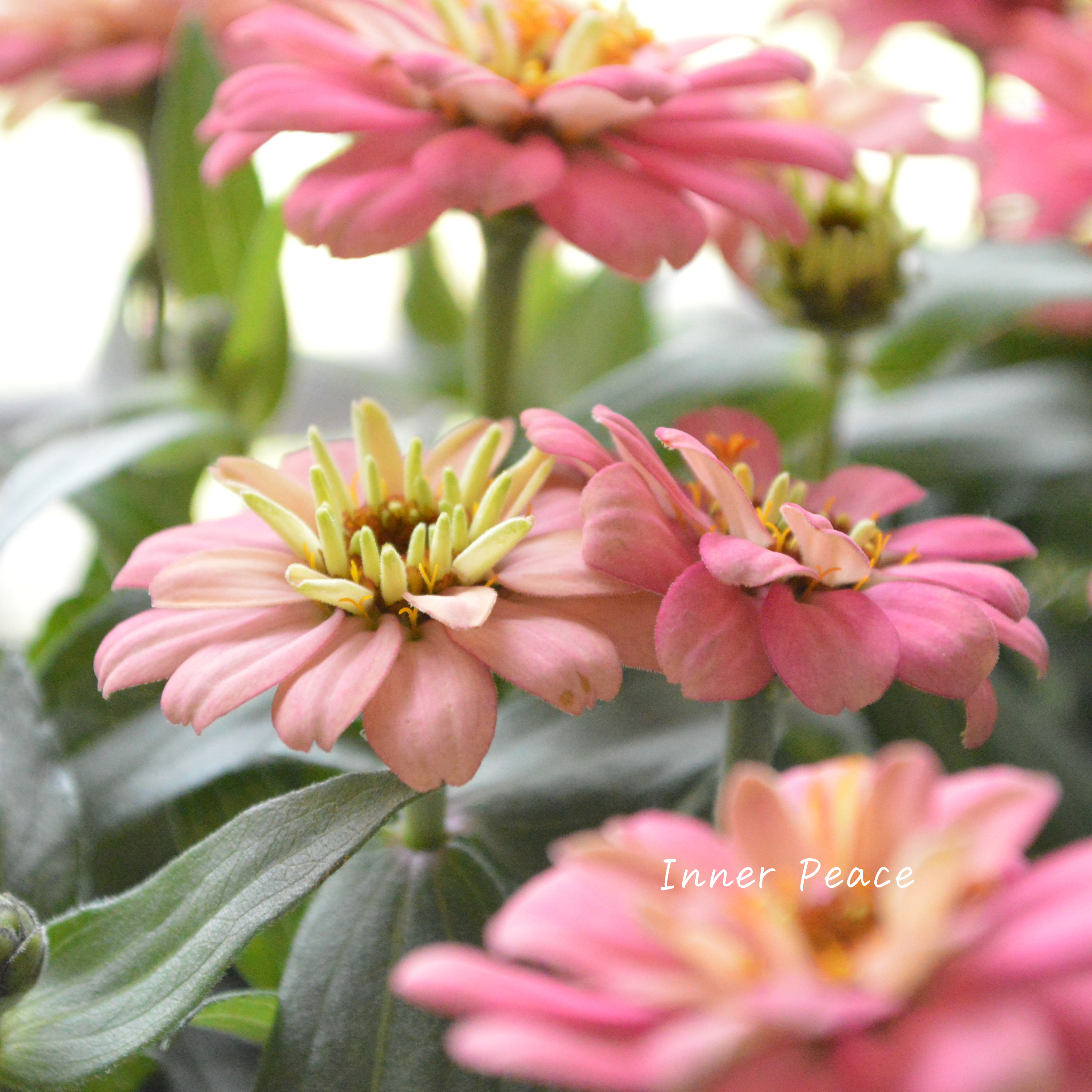 【八重咲き】ジニア・ダブルザハラ『サーモン』 3.5寸POT