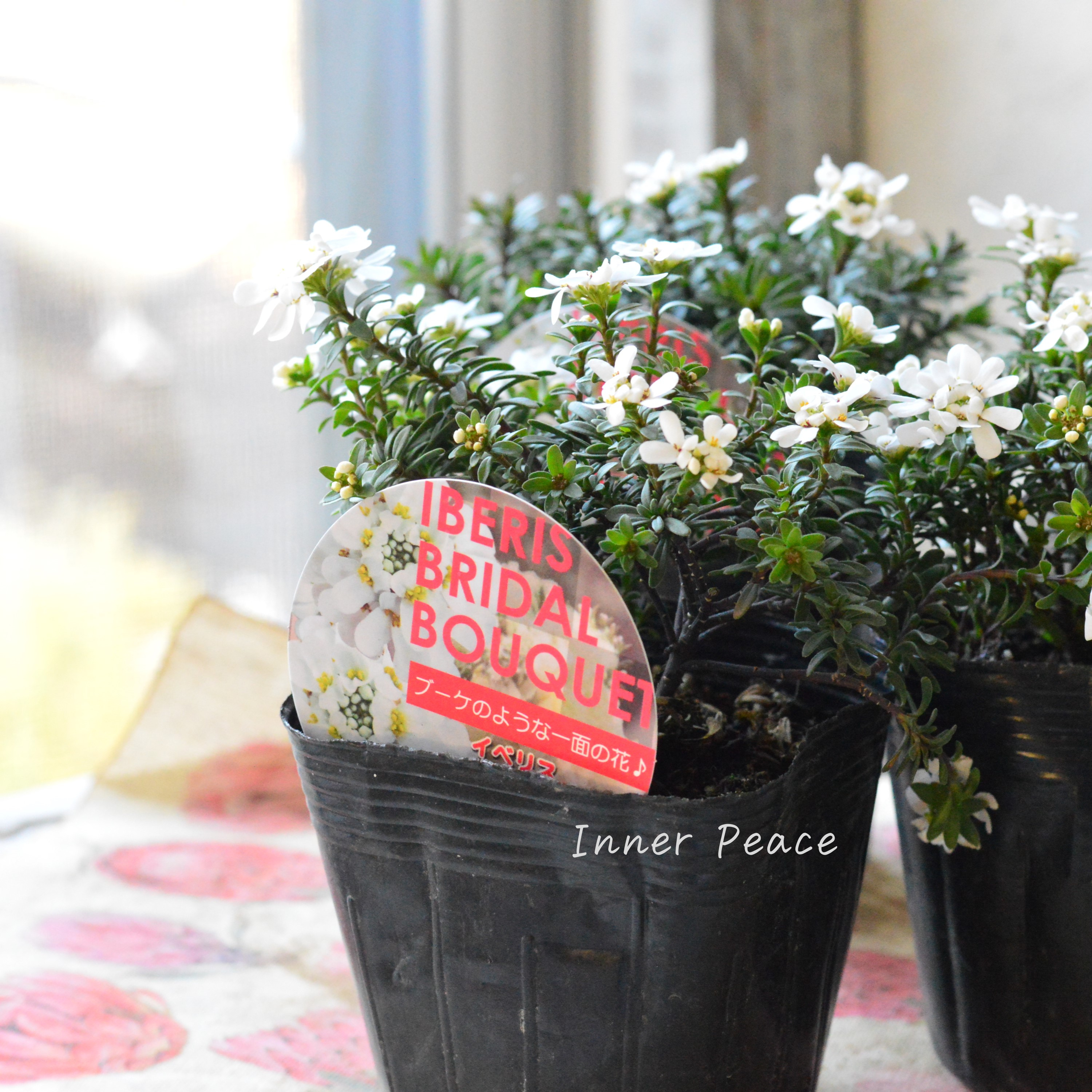【寒さに強い】 宿根イベリス 『ブライダルブーケ』 3.5寸POT
