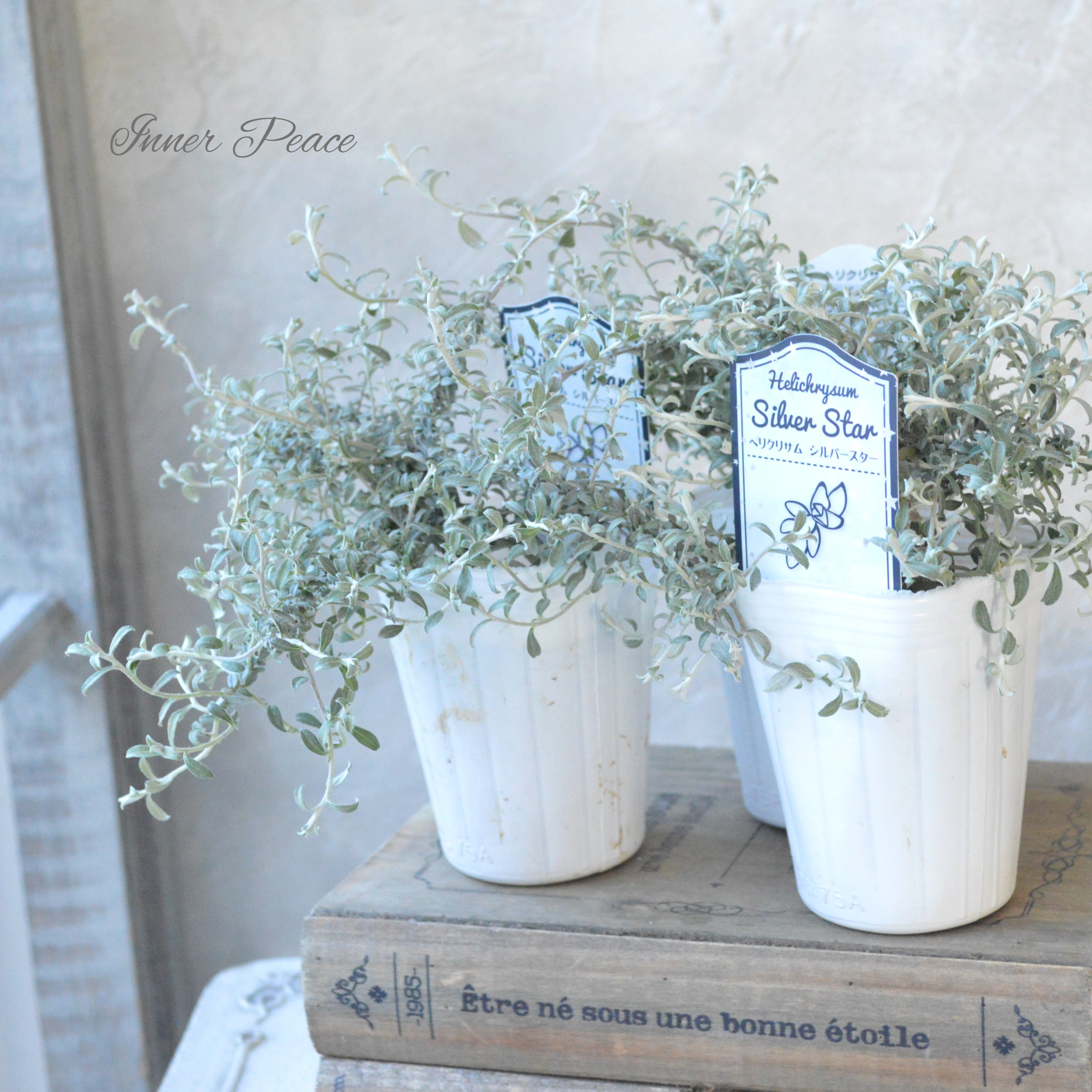 【美しい】 ヘリクリサム 『シルバースター』 2.5寸POT