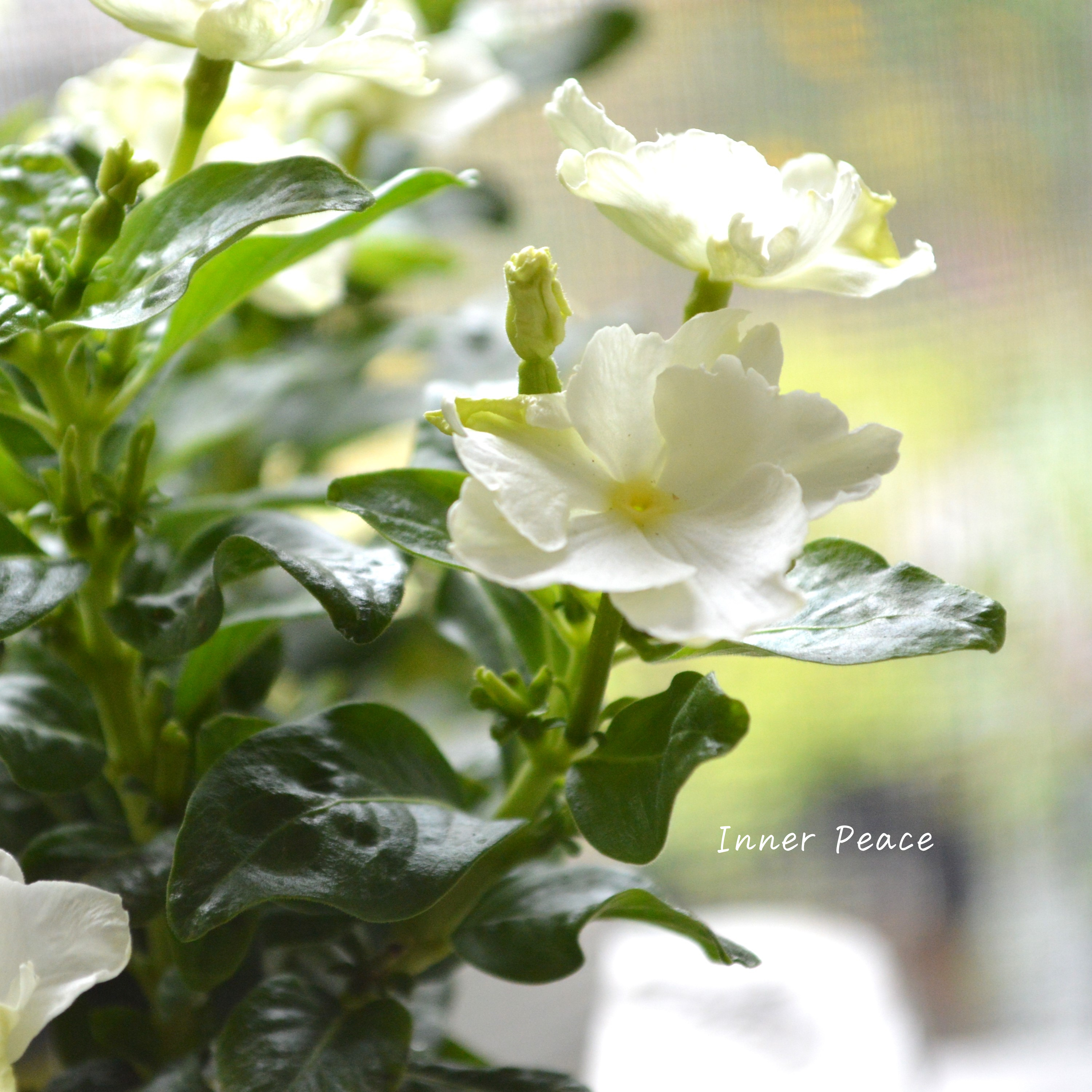 【北島園芸さん】 ニチニチソウ 『ムーンチュチュ』 3.5寸POT