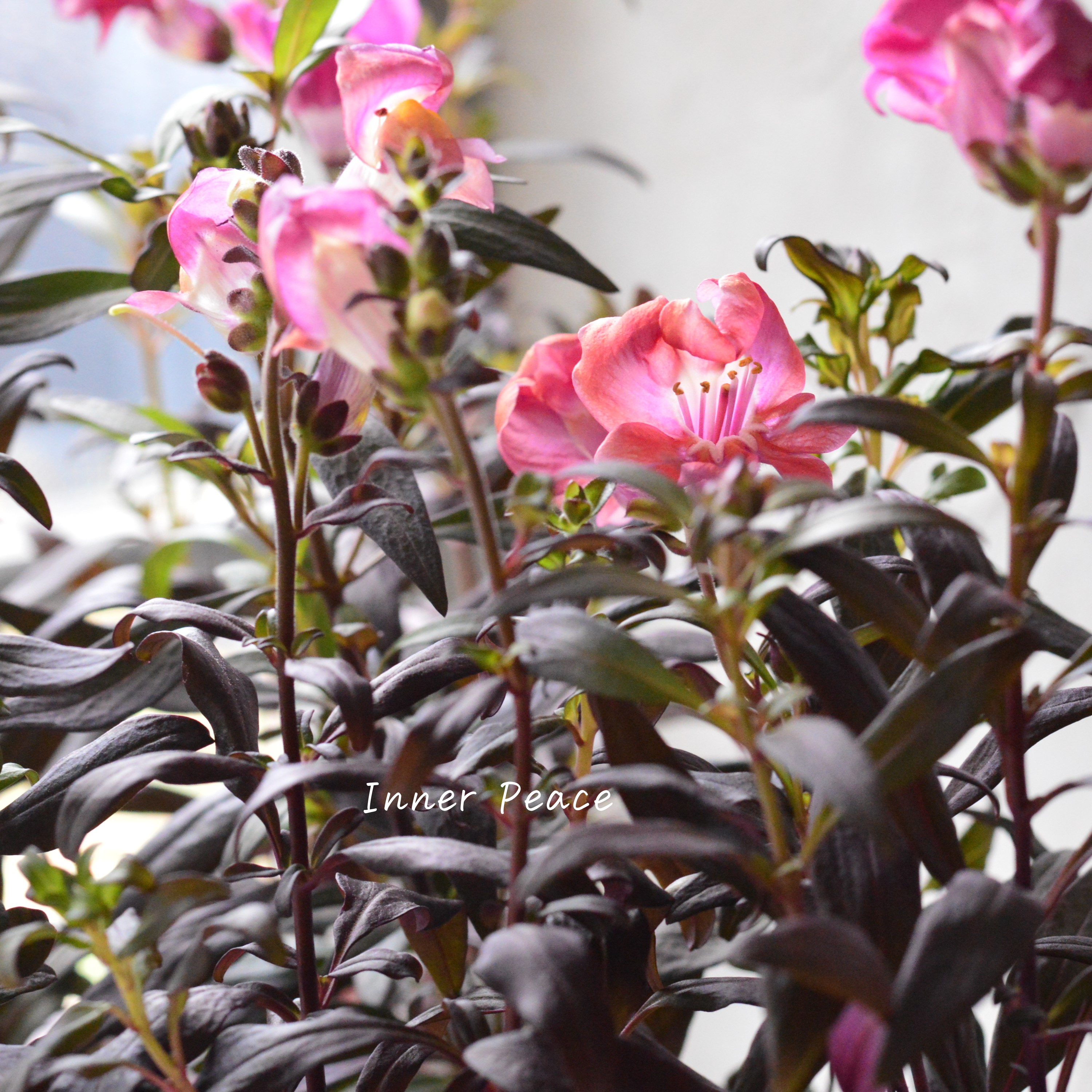 【シック】 キンギョソウ 『ミニチェリーコーラ』 3寸POT