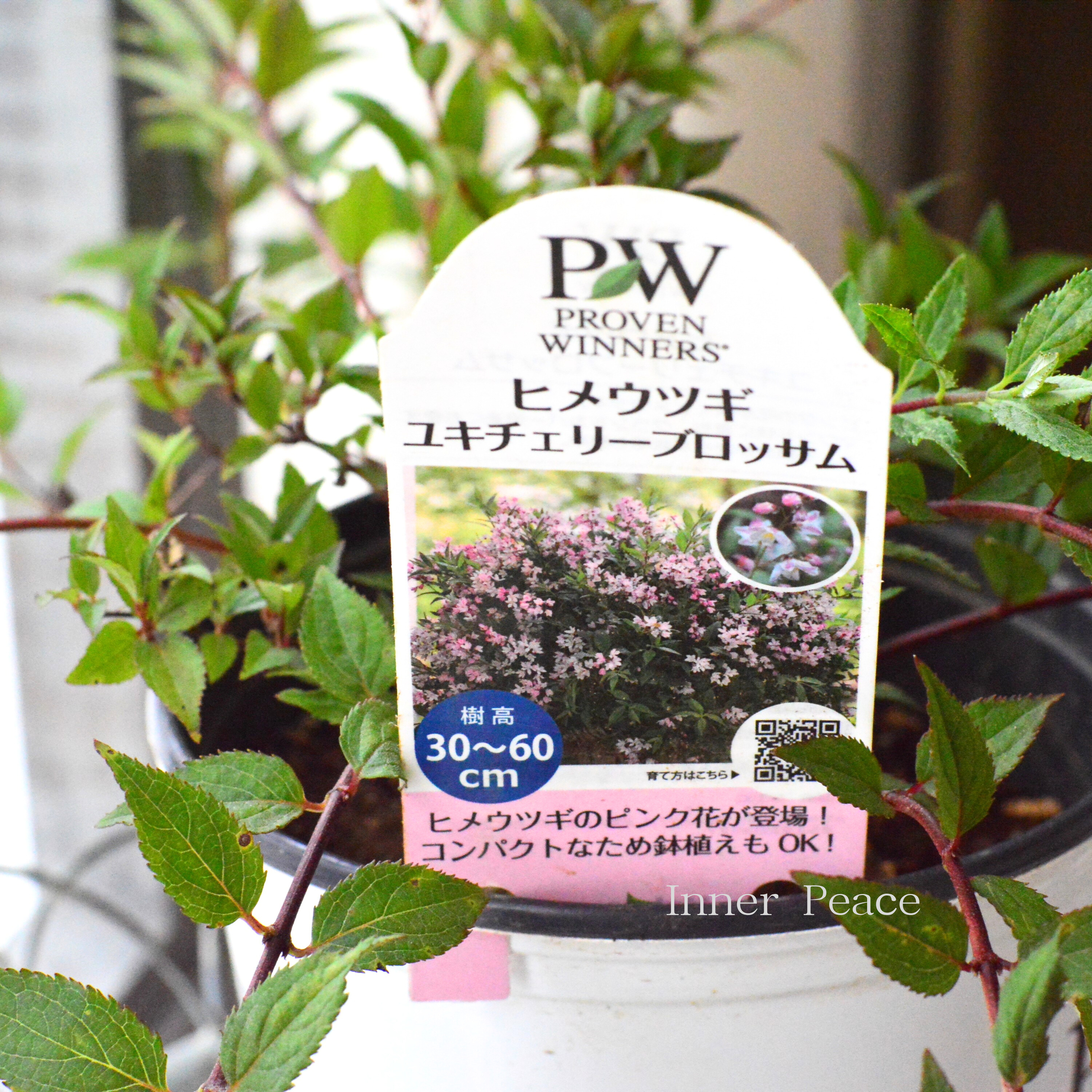 【PW】 ヒメウツギ 『ユキチェリーブロッサム』 6寸硬質POT