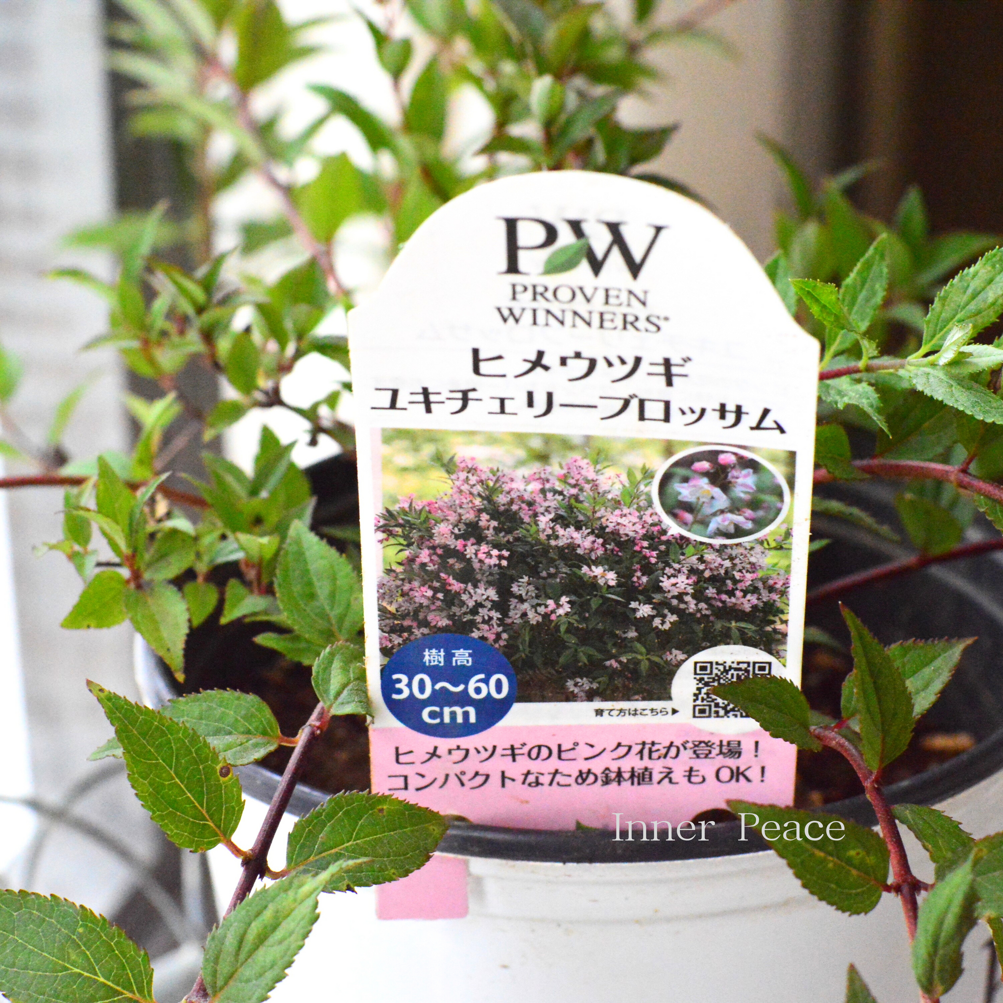 ウィスクイー blossom ブロッサム31年 未開封 ウィスクイー blossom ブロッサム31年 未開封 ウィスクイー