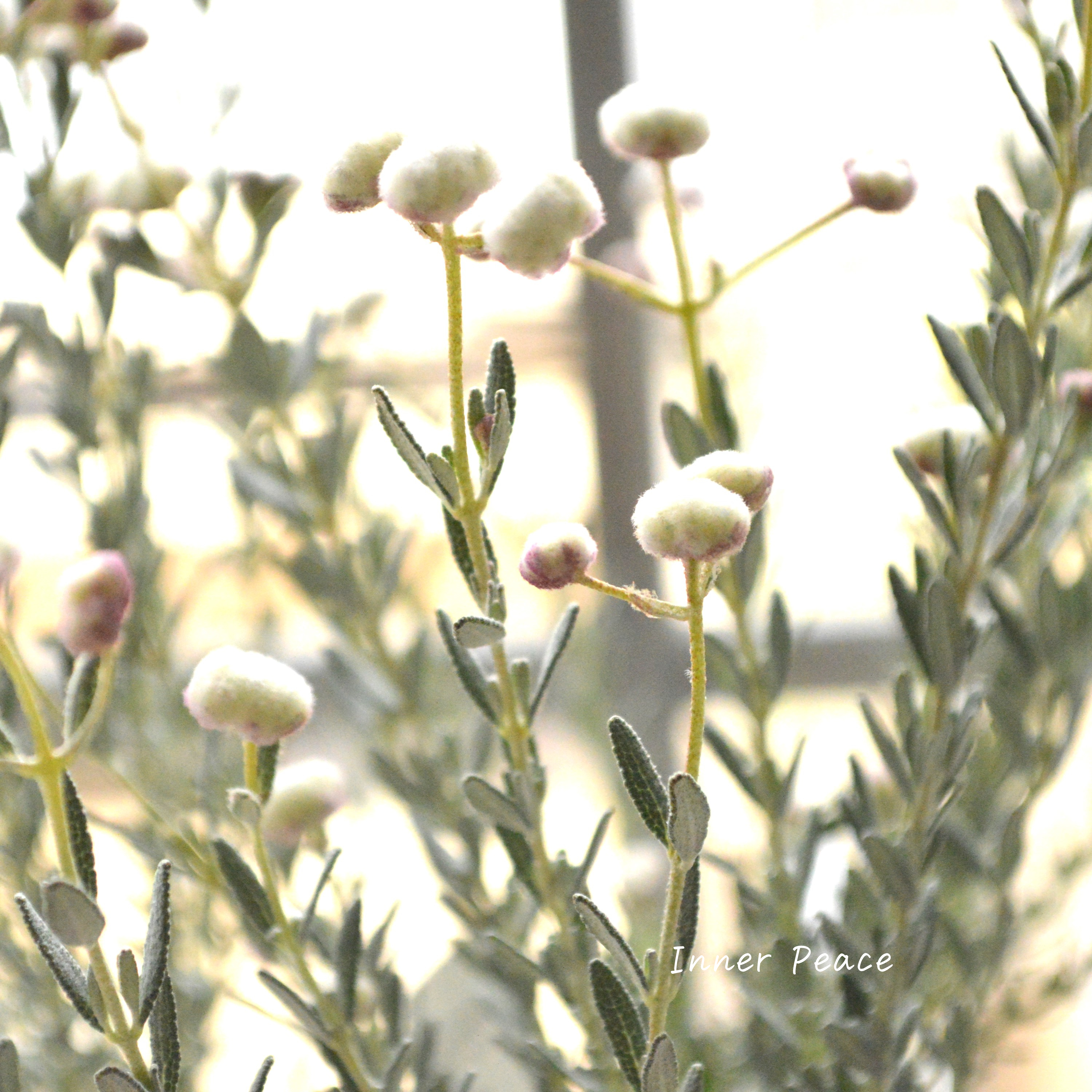 【希少】 ディクラスティリス 『グロビフローラ』 3寸POT