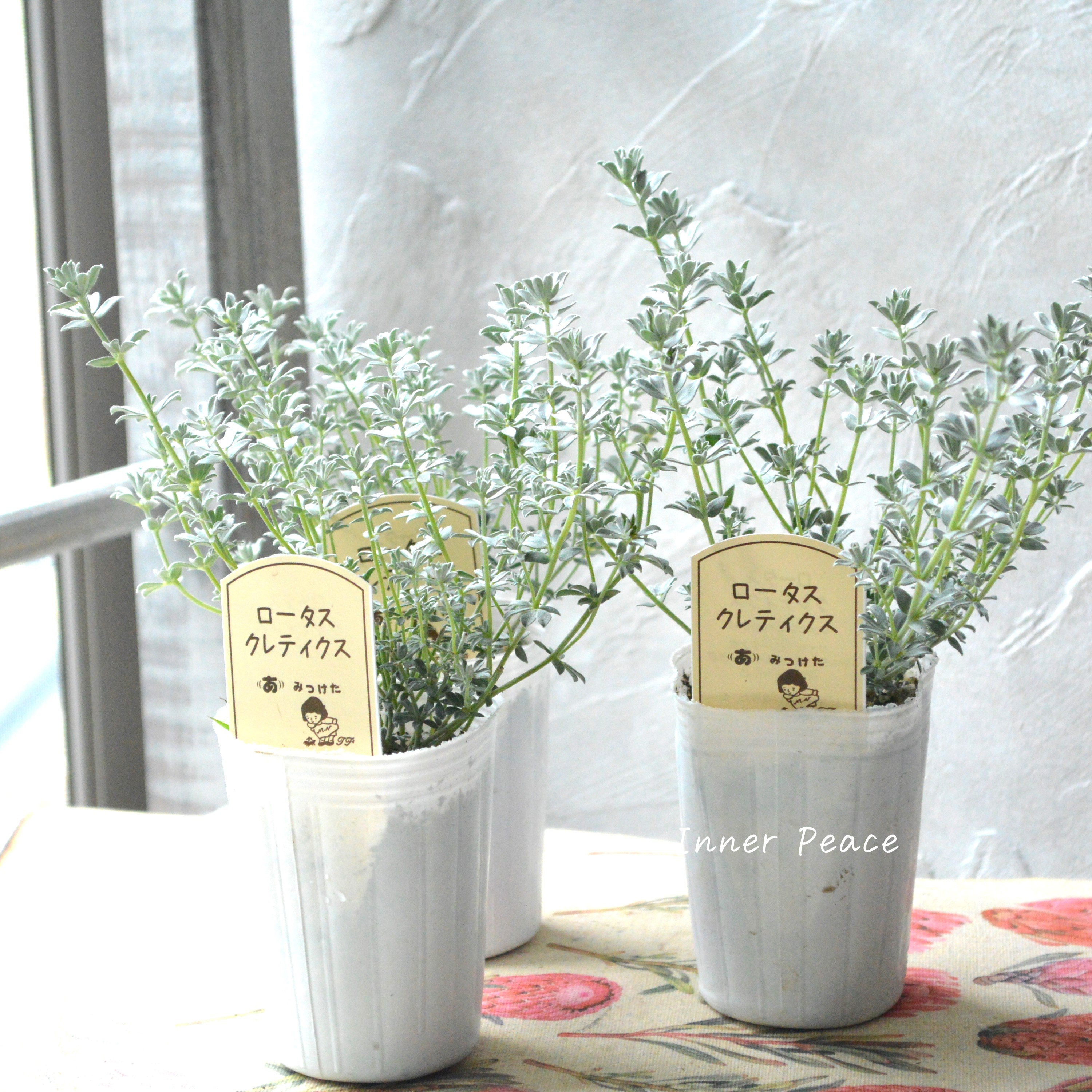 【寄せ植えに】 ロータス 『クレティクス』 2.5~3寸POT