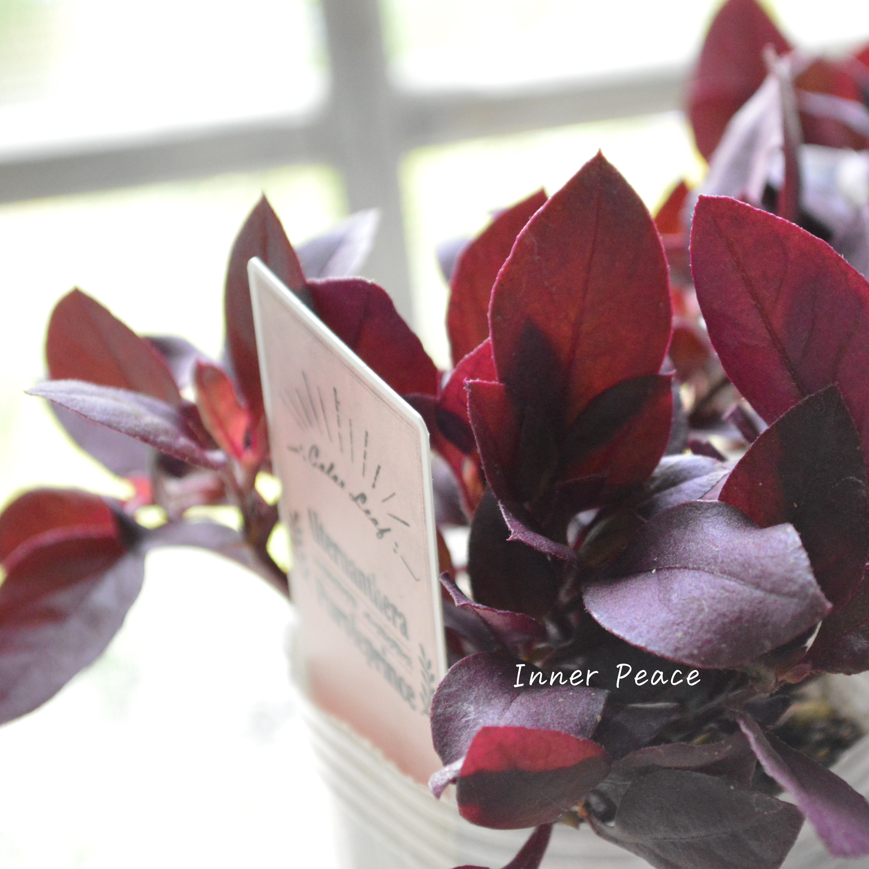 【暑さに強い】 アルテルナンテラ 『パープルプリンス』 2.5寸~3寸POT