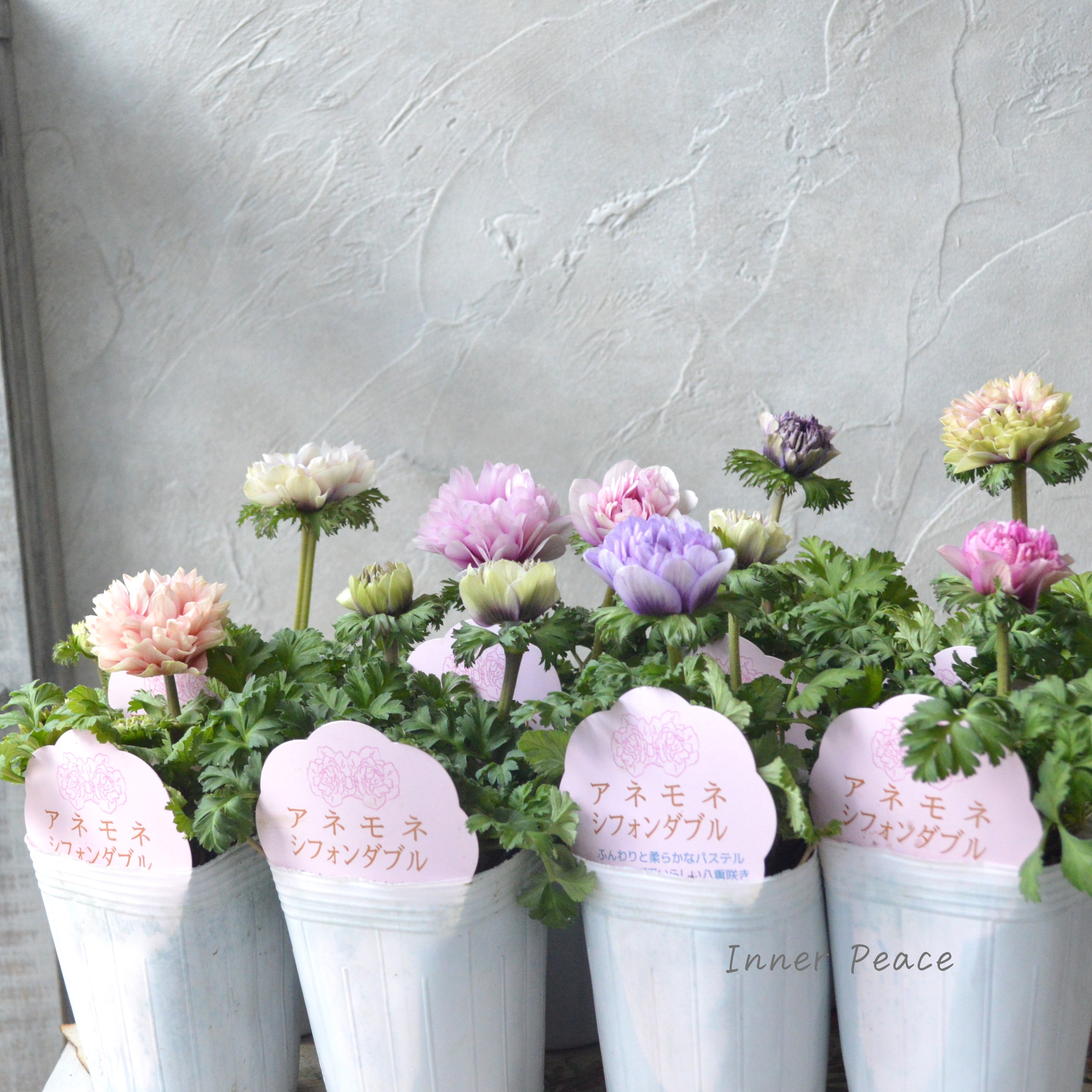 【神花園さんオリジナル】Sale!! 八重咲きアネモネ 『シフォンダブル』 3.5寸POT