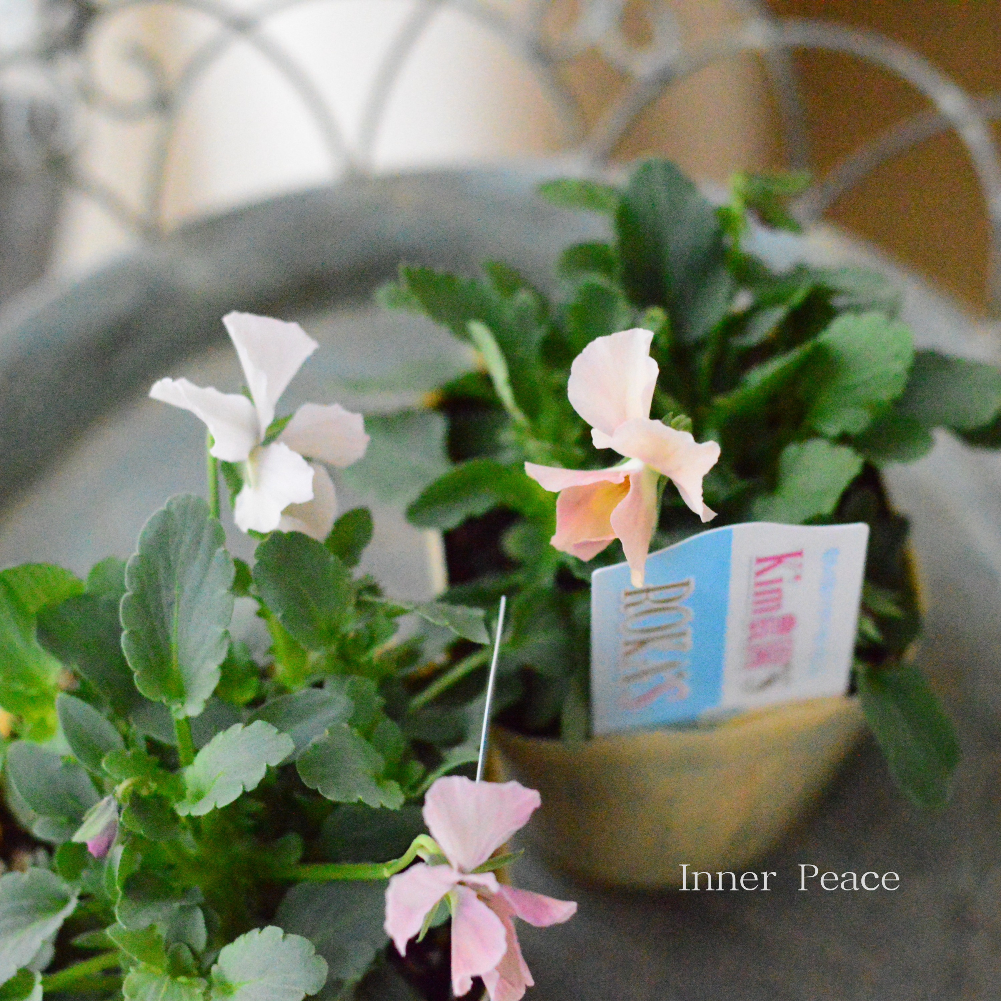 【Kim農園さん】 ビオラ 『ピンク系』 3.5寸POT