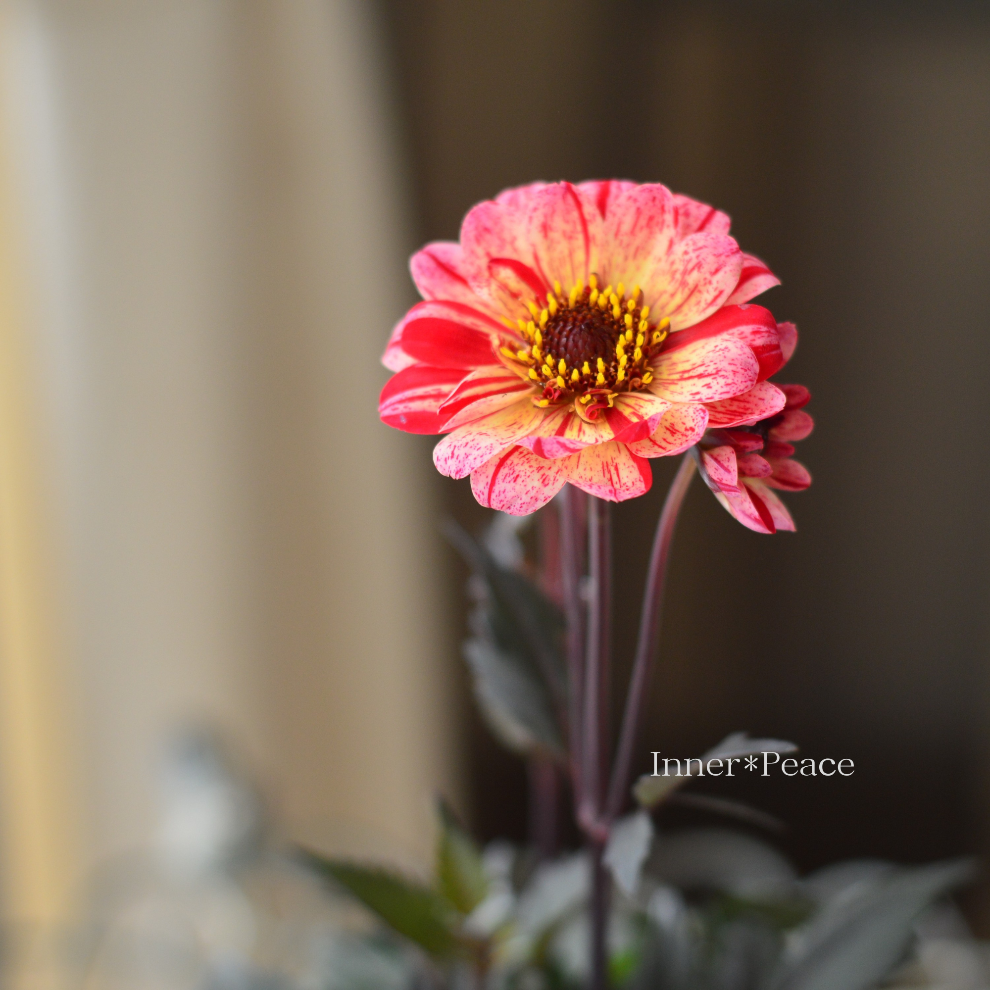 【宿根】 銅葉 ぷちダリア 『フレディー』 3.5寸POT