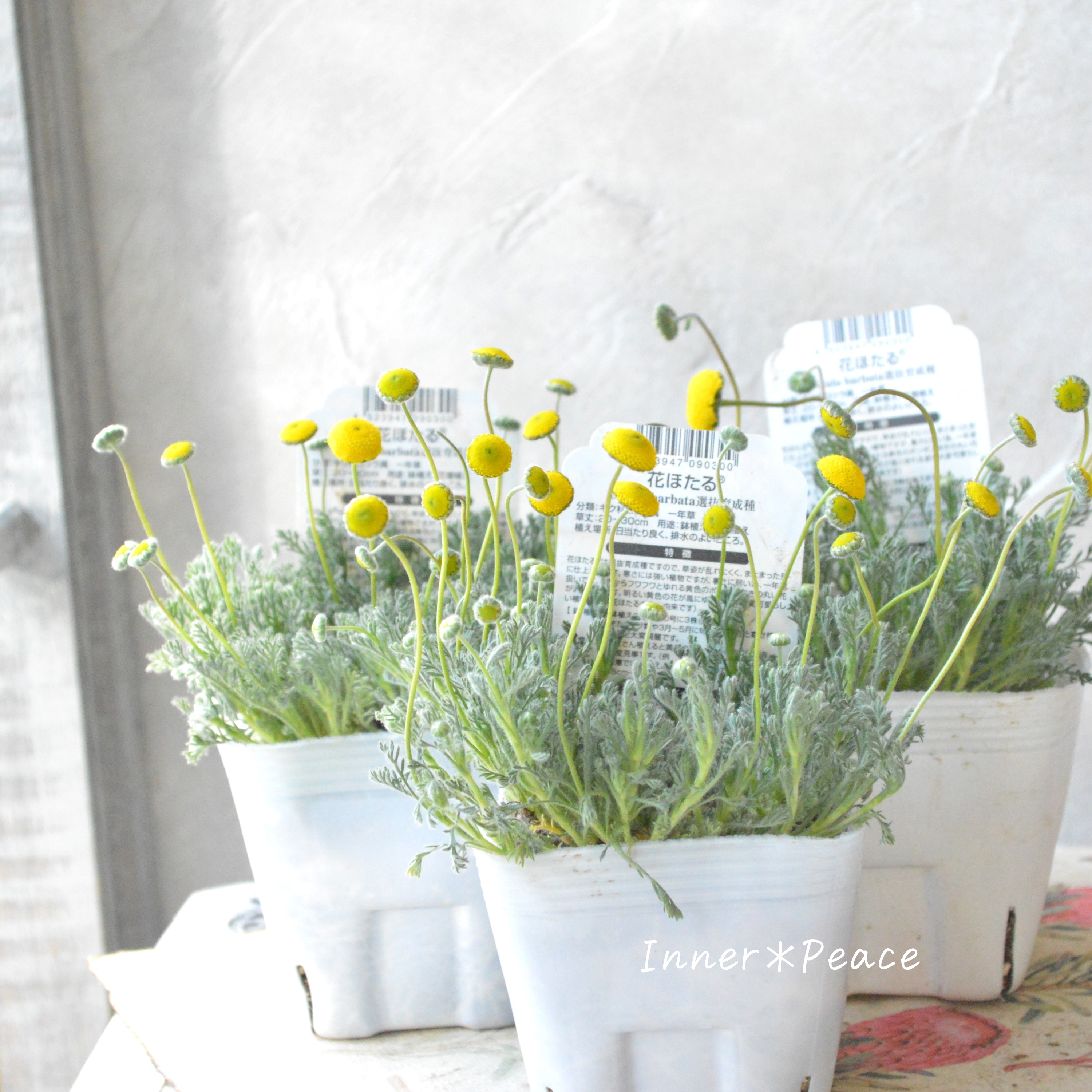 【かわいい】 コツラ・バルバータ 3~3.5寸POT