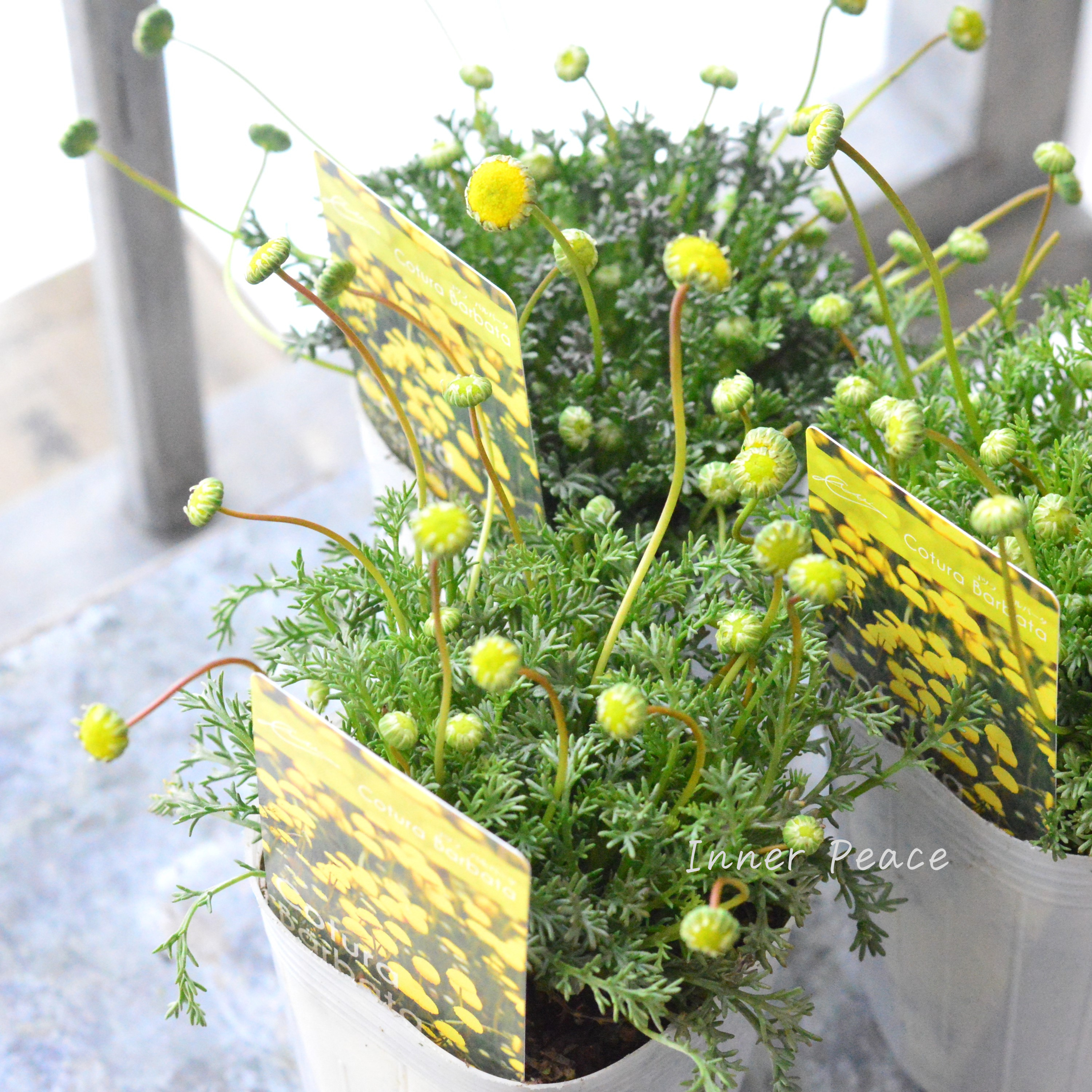 【かわいい】 コツラ・バルバータ 3~3.5寸POT