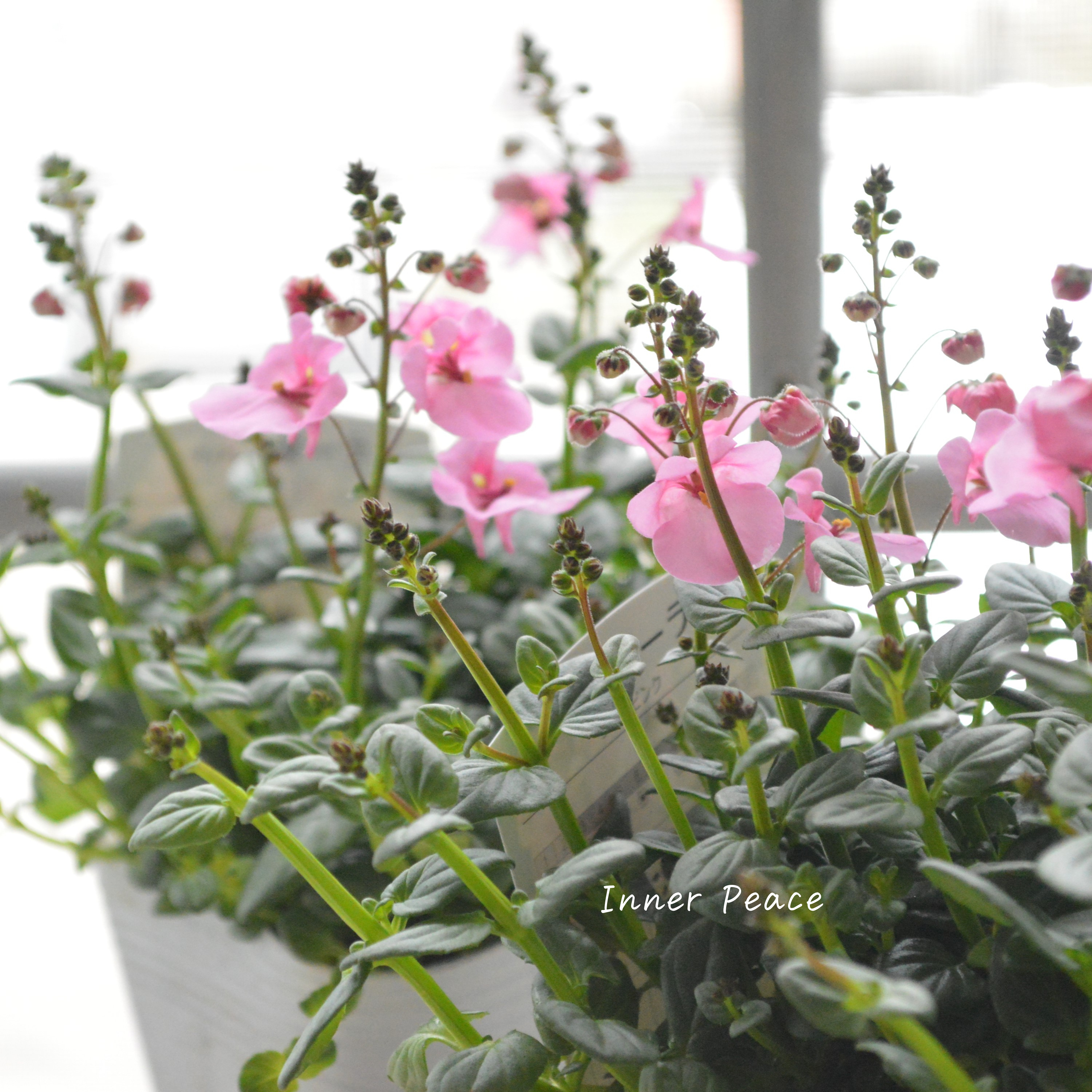 【かわいい】 ディアスシア 『ライトピンク』 3.5寸POT