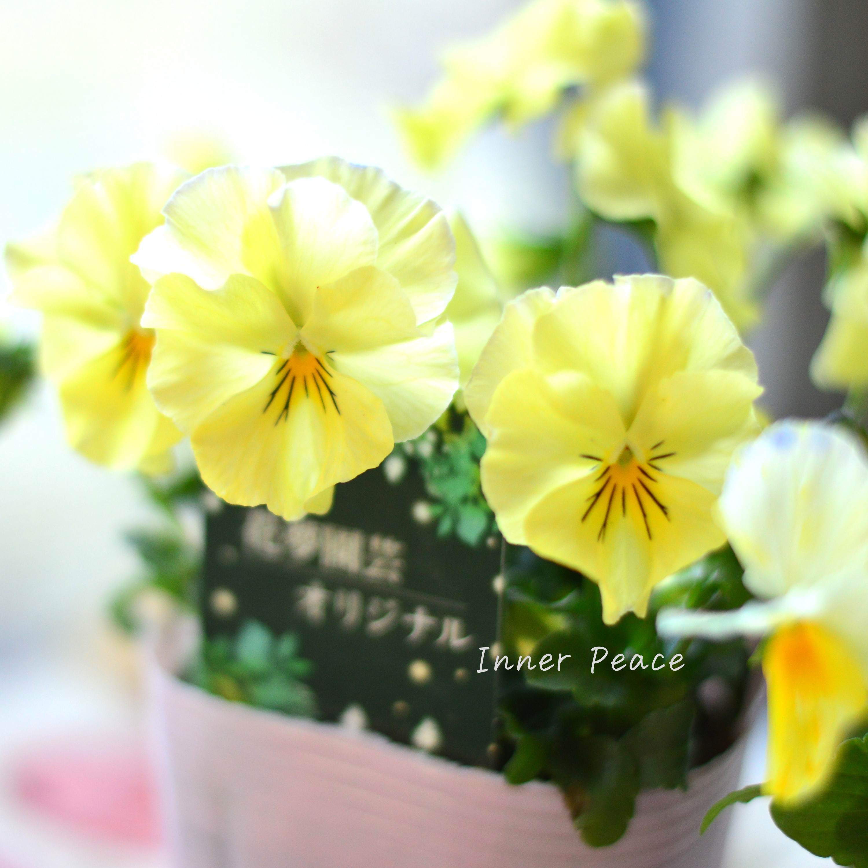 【花夢園芸さん】 ビオラ 『イエロー系』 3寸ロングPOT