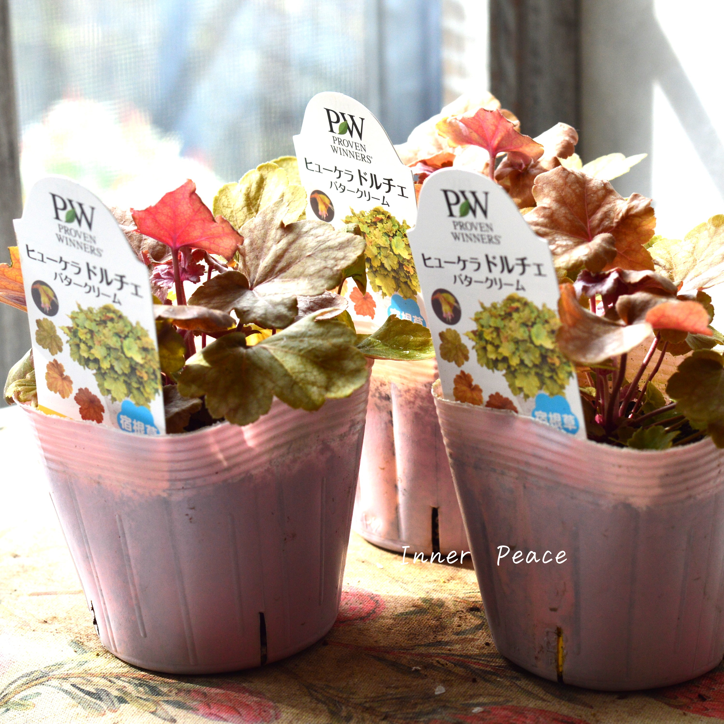 【PW】 ヒューケラ ドルチェ 『バタークリーム』 3.5寸POT