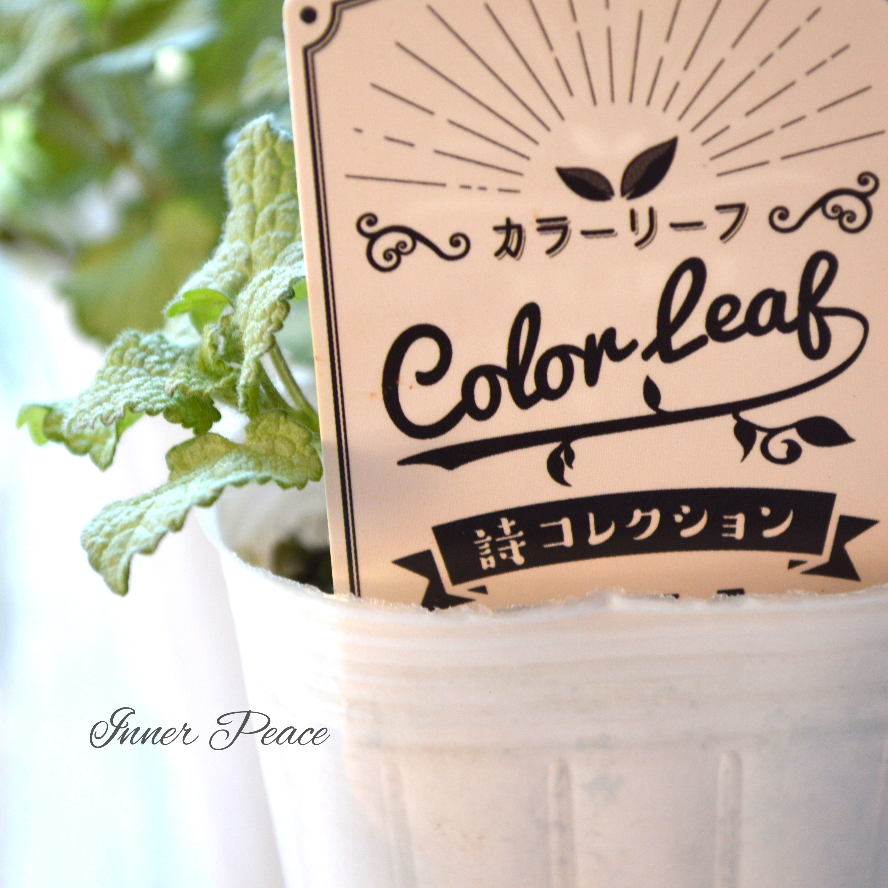 【寄せ植えに】 ラミウム 『ベリーペリ』 2.5寸ロングPOT