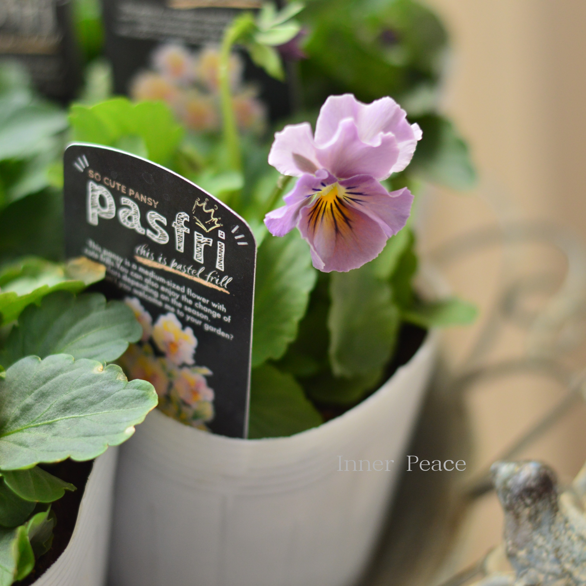 【桂楓園さんオリジナル】 パンジー 『pasfri ~パスフリ~』 3.5寸POT