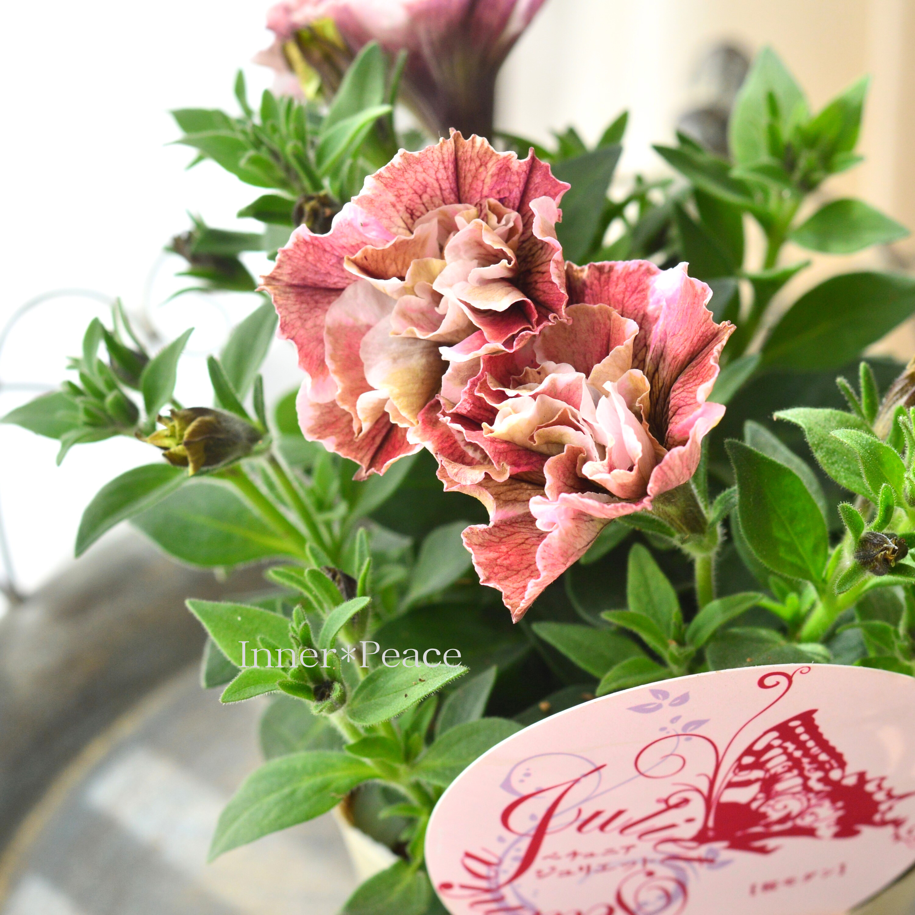 【花芳さんオリジナル】 八重咲きペチュニア 『ジュリエット・桜モダン』 3.5寸POT