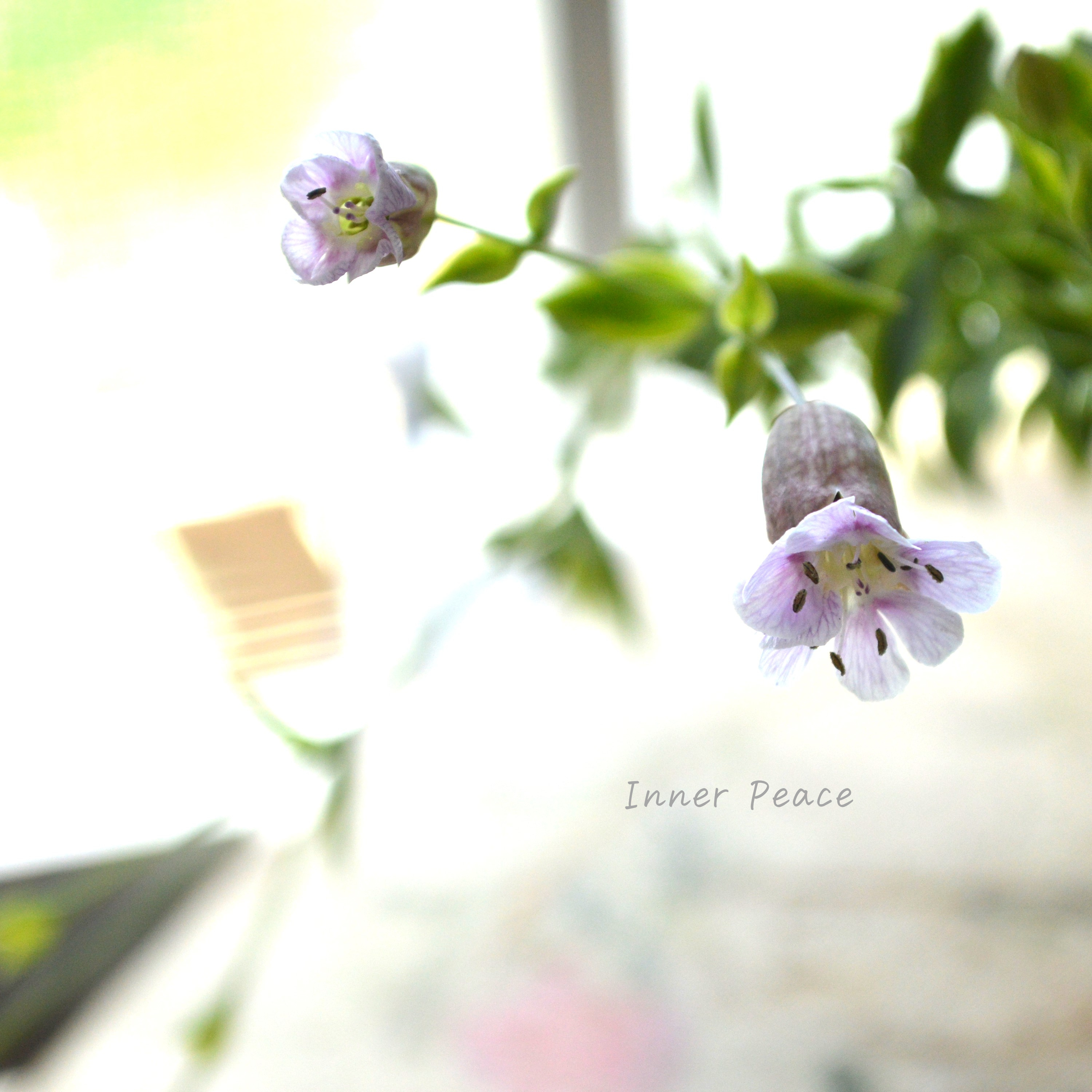 【斑入り】 シレネ ユニフローラ 『シェルピンク・バリエガータ』 3寸POT