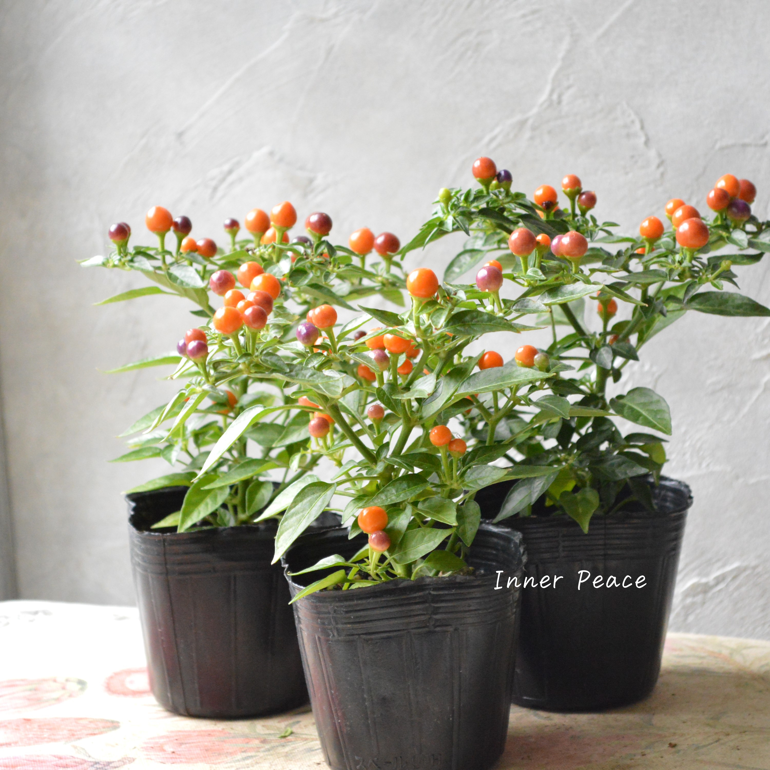 【暑さに強い】 トウガラシ 『パープル』 3寸POT