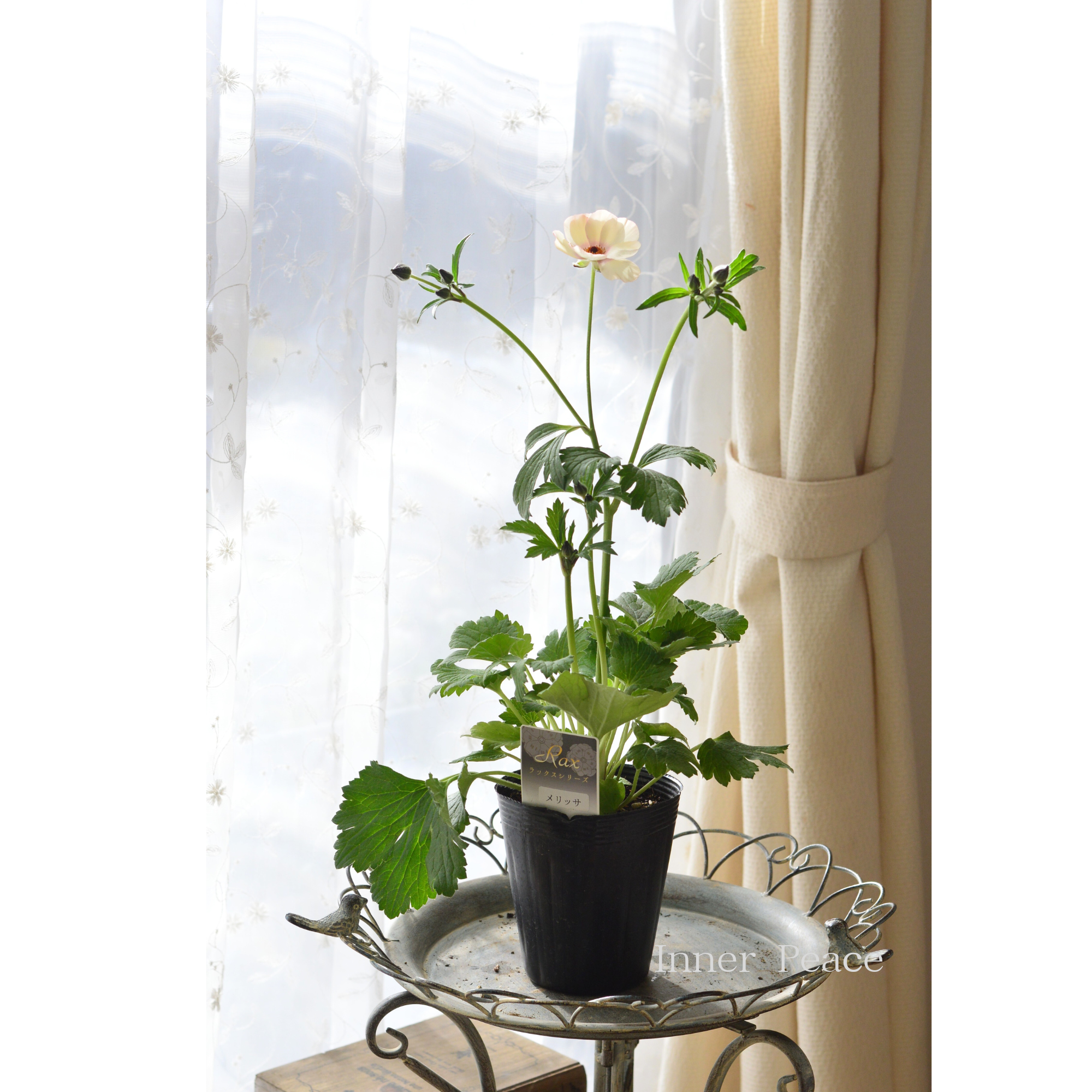 【美しい】 ラナンキュラス・ラックス 『メリッサ』 4寸POT