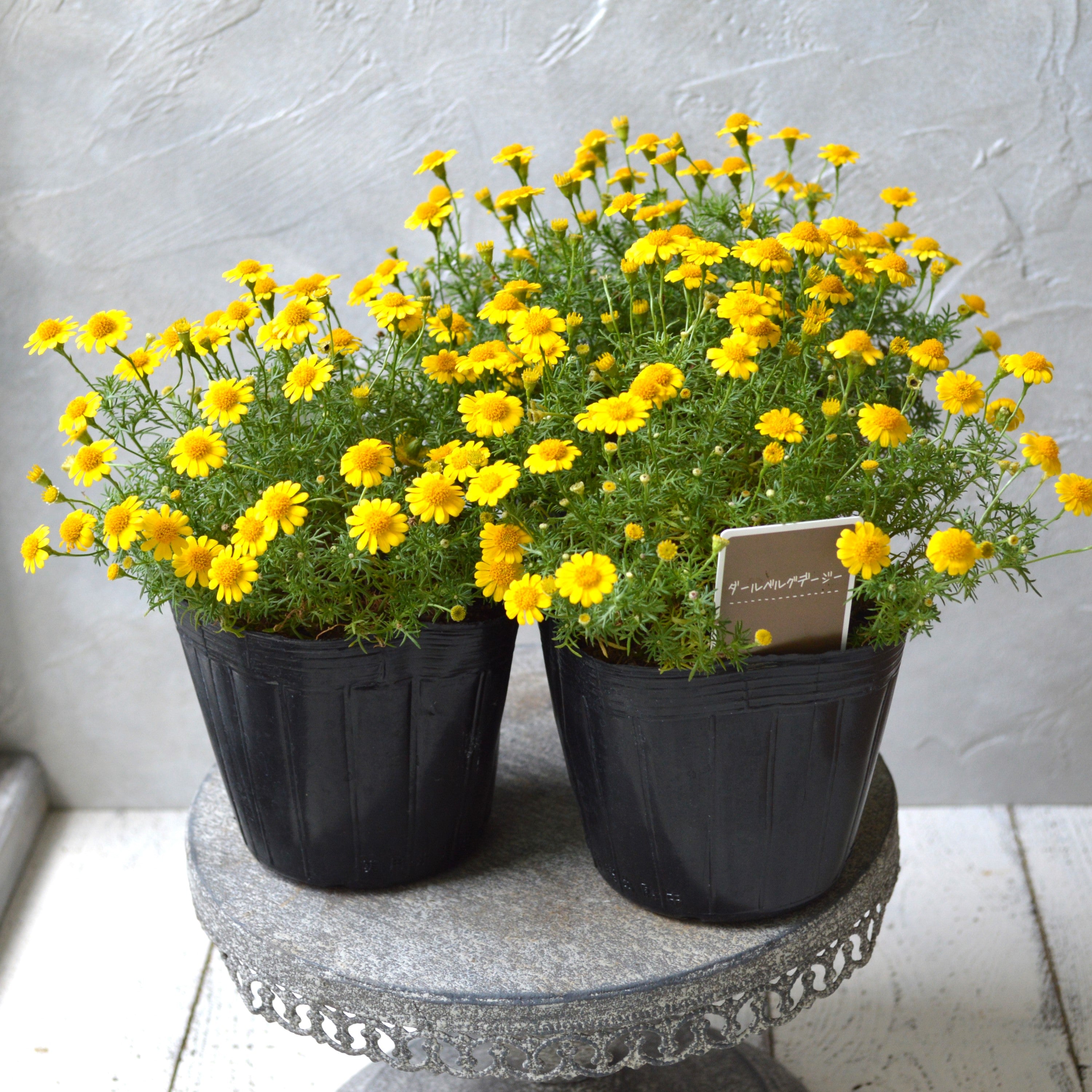 【小花がかわいい】ダールベルグデージー 3寸POT