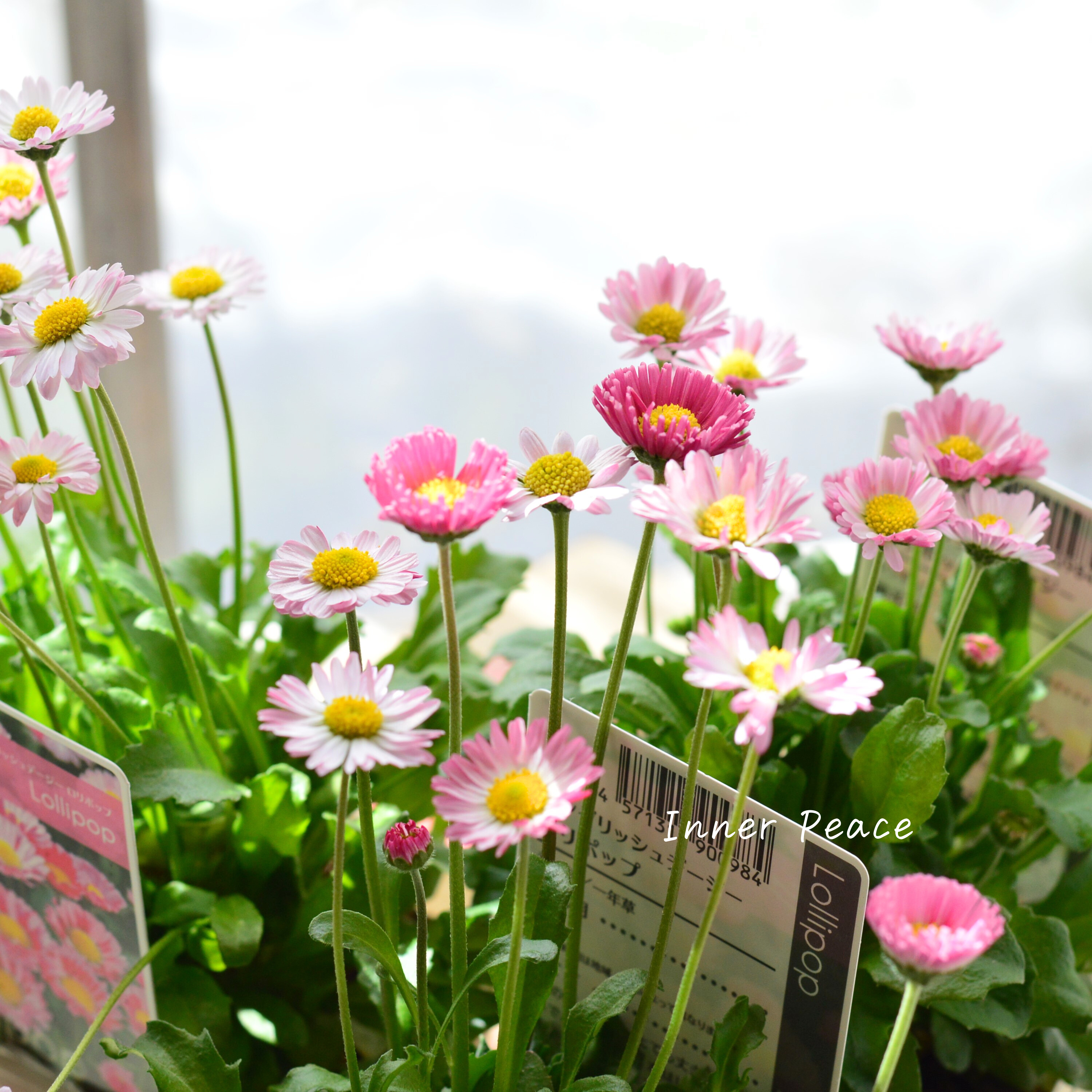 【かわいい】 イングリッシュデージー 『ロリポップ』 3寸POT