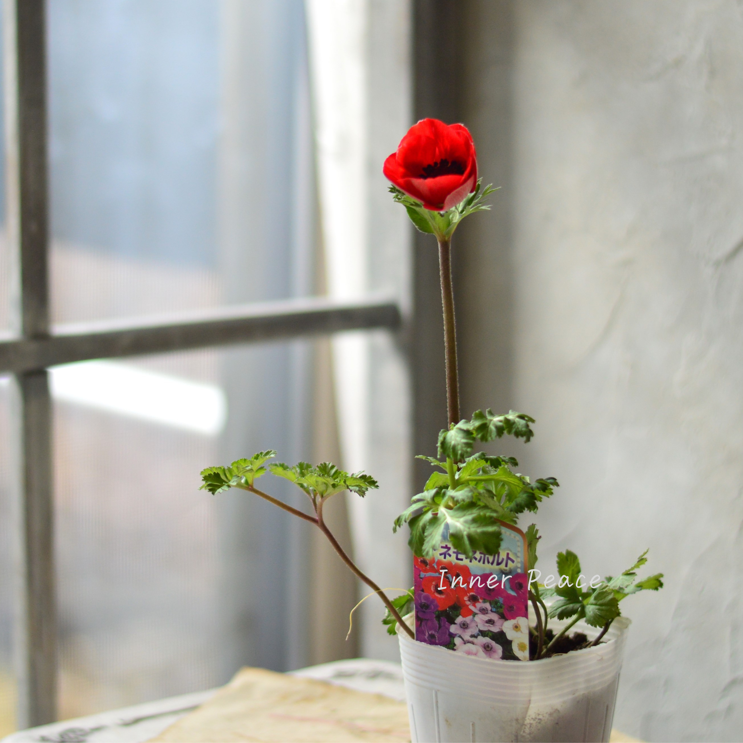 【人気】 アネモネ 『ポルト・レッド系』 3~3.5寸POT