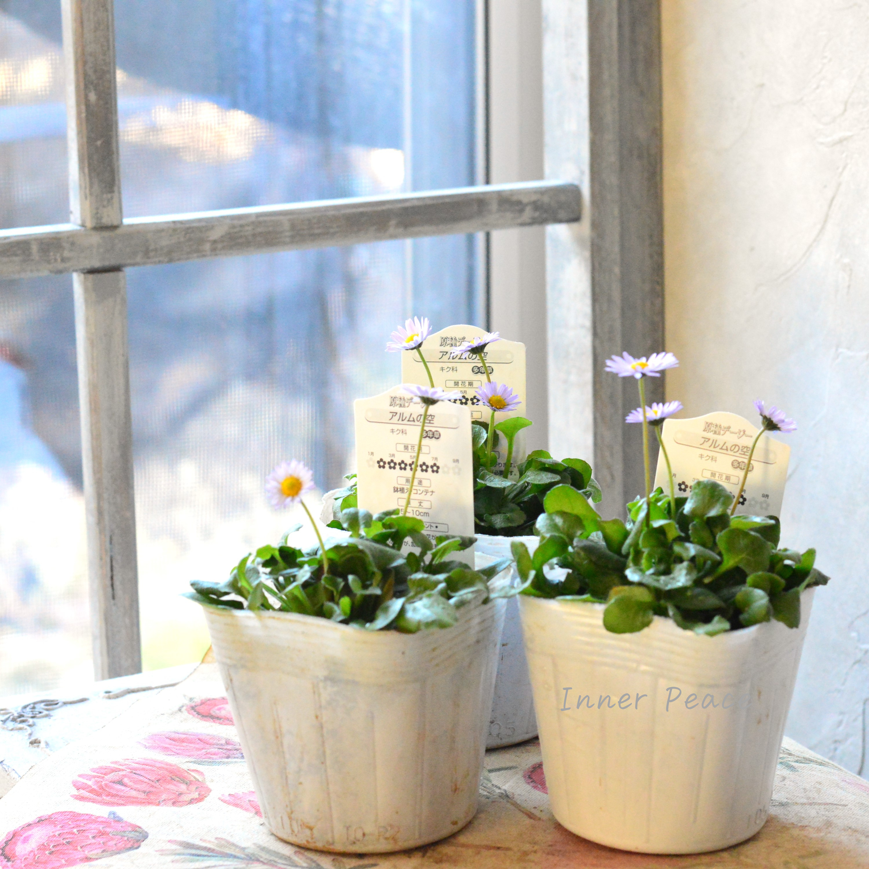 【かわいい】 イングリッシュデージー 『アルムの空』 3寸~3.5寸POT