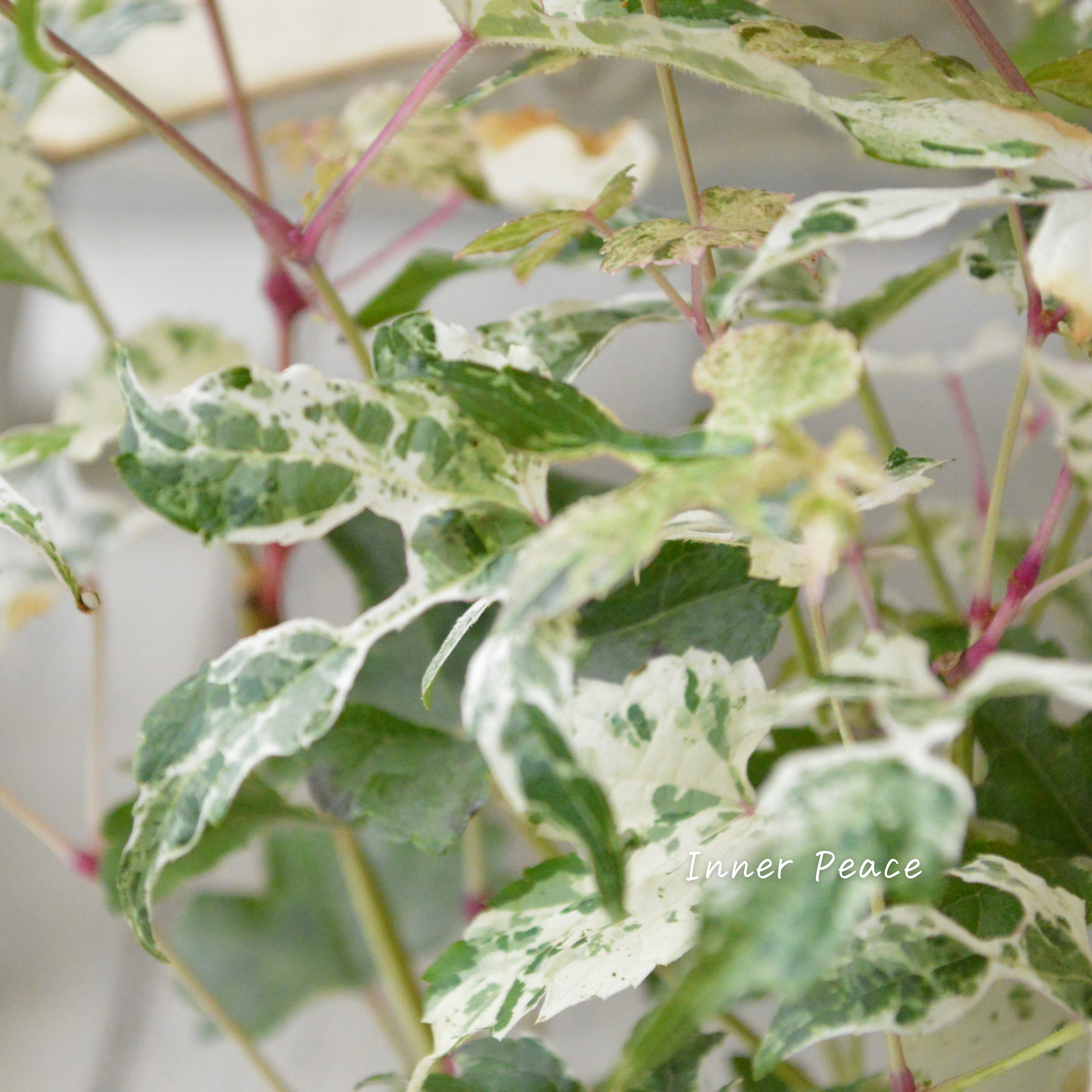 【美しい】 斑入りノブドウ 3寸POT