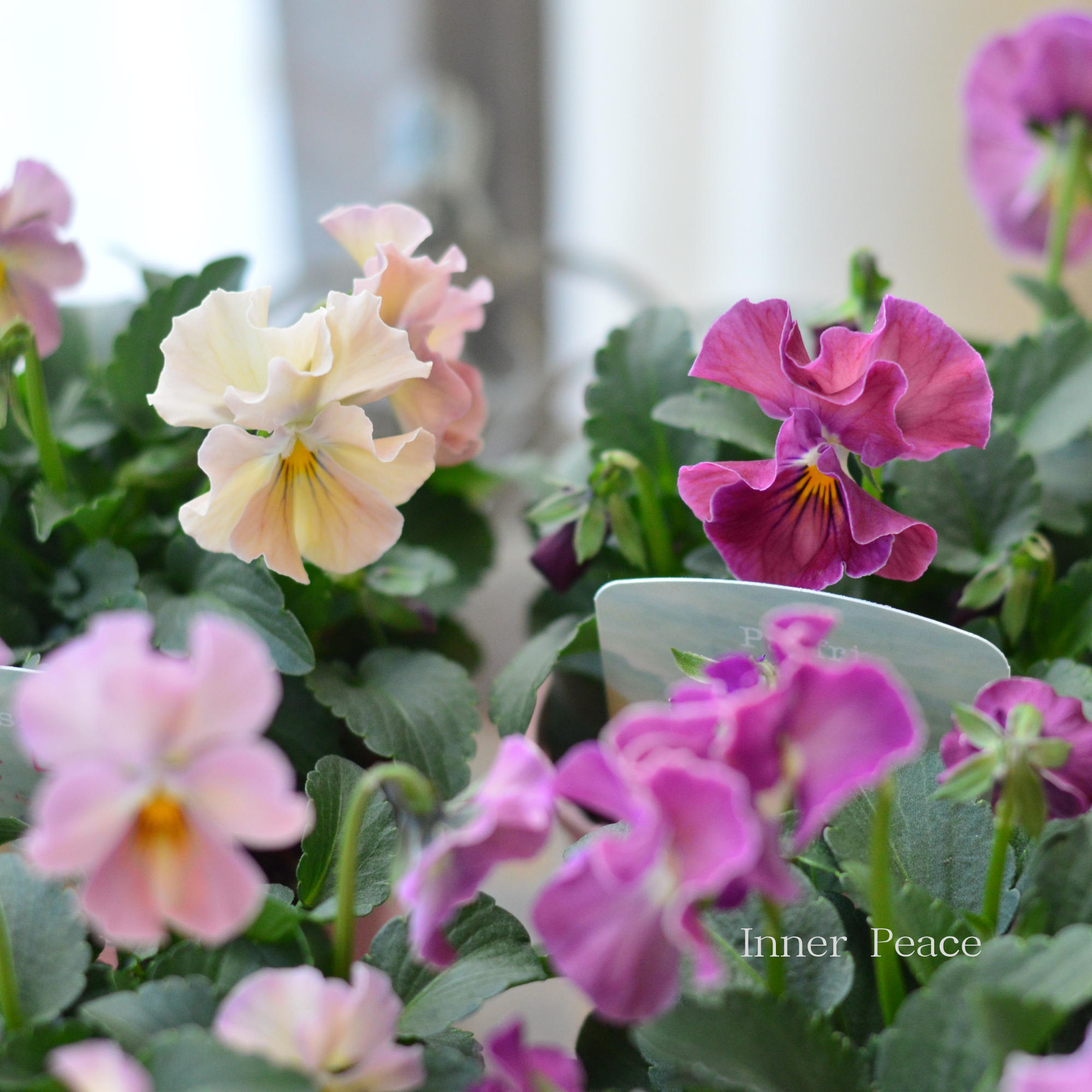 【桂楓園さんオリジナル】 パンジー 『pasfri ~パスフリ~・桜貝』 3.5寸POT