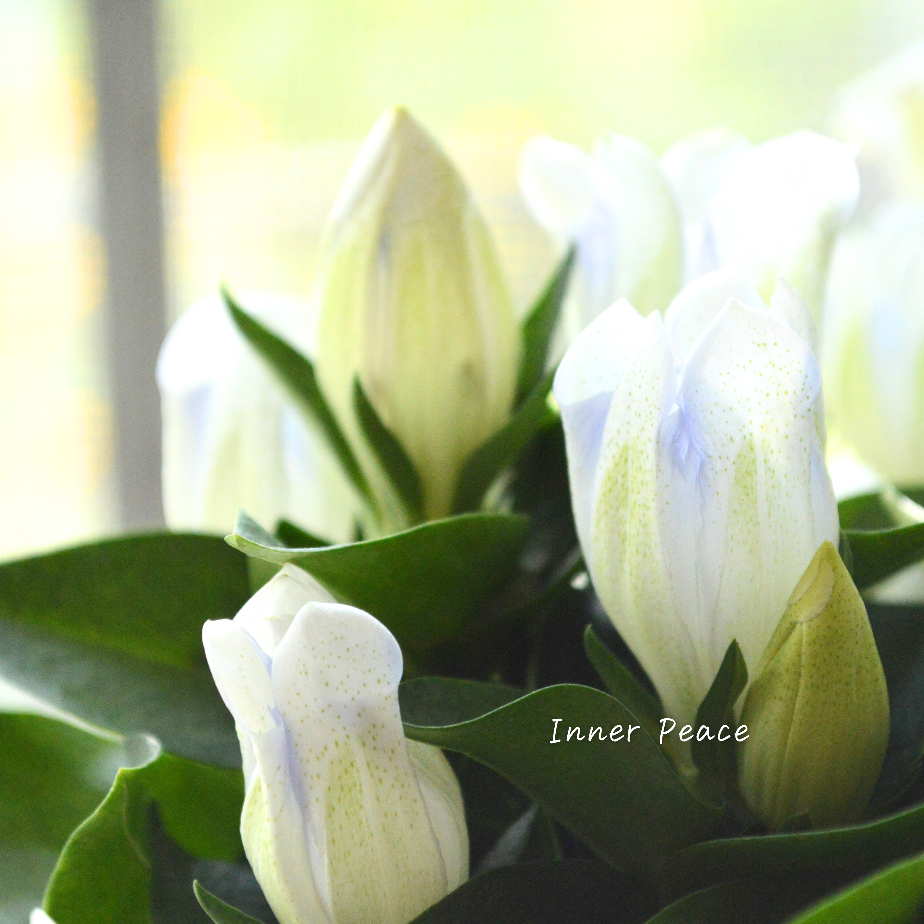 【宿根】 リンドウ 『クリスタルアシロ』 3寸POT