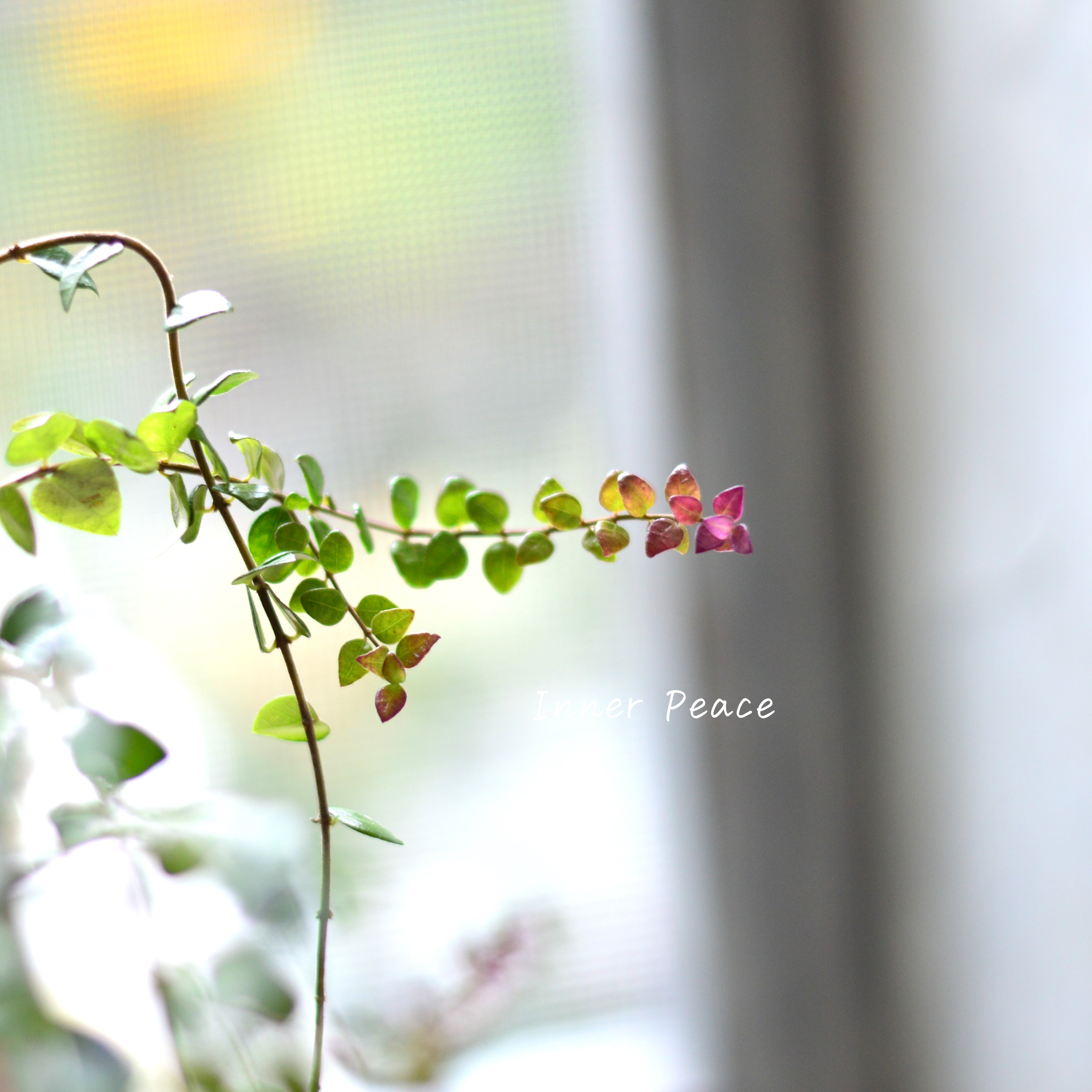 【常緑】 ロニセラ ニティダ 『レッドチップ』 3寸POT