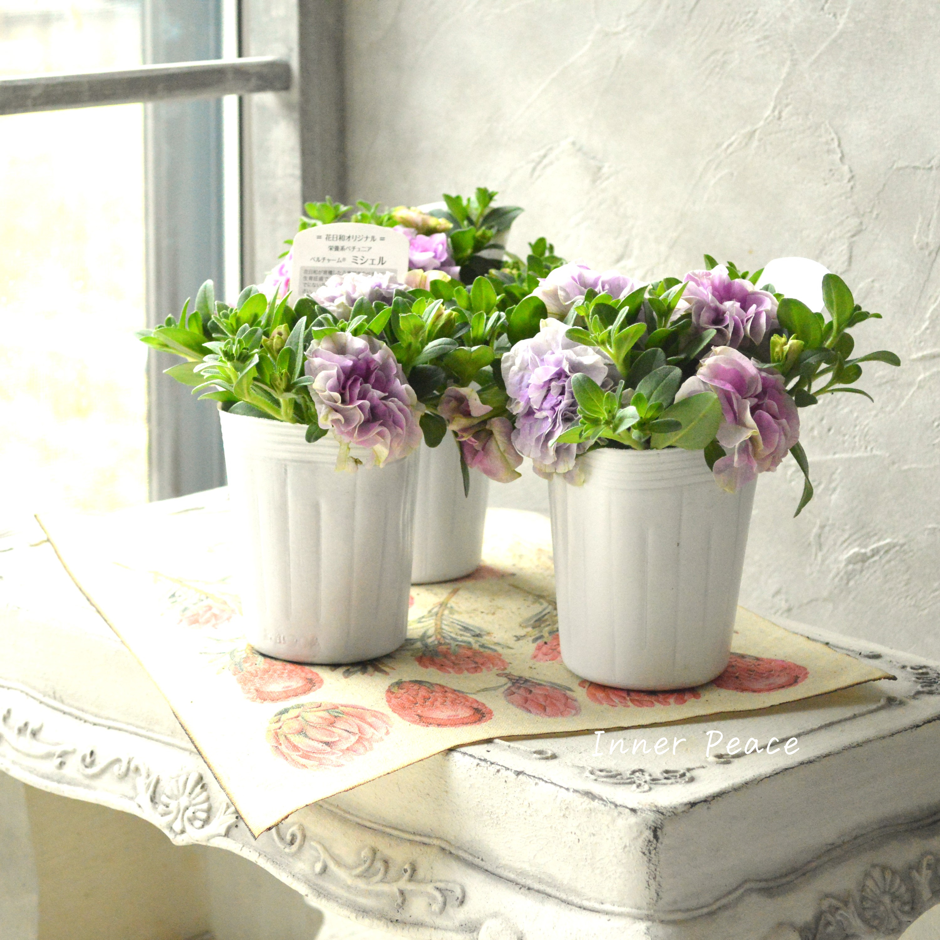 【花日和さんオリジナル】 栄養系ペチュニア 『ベルチャーム・ミシェル』 3.5寸POT