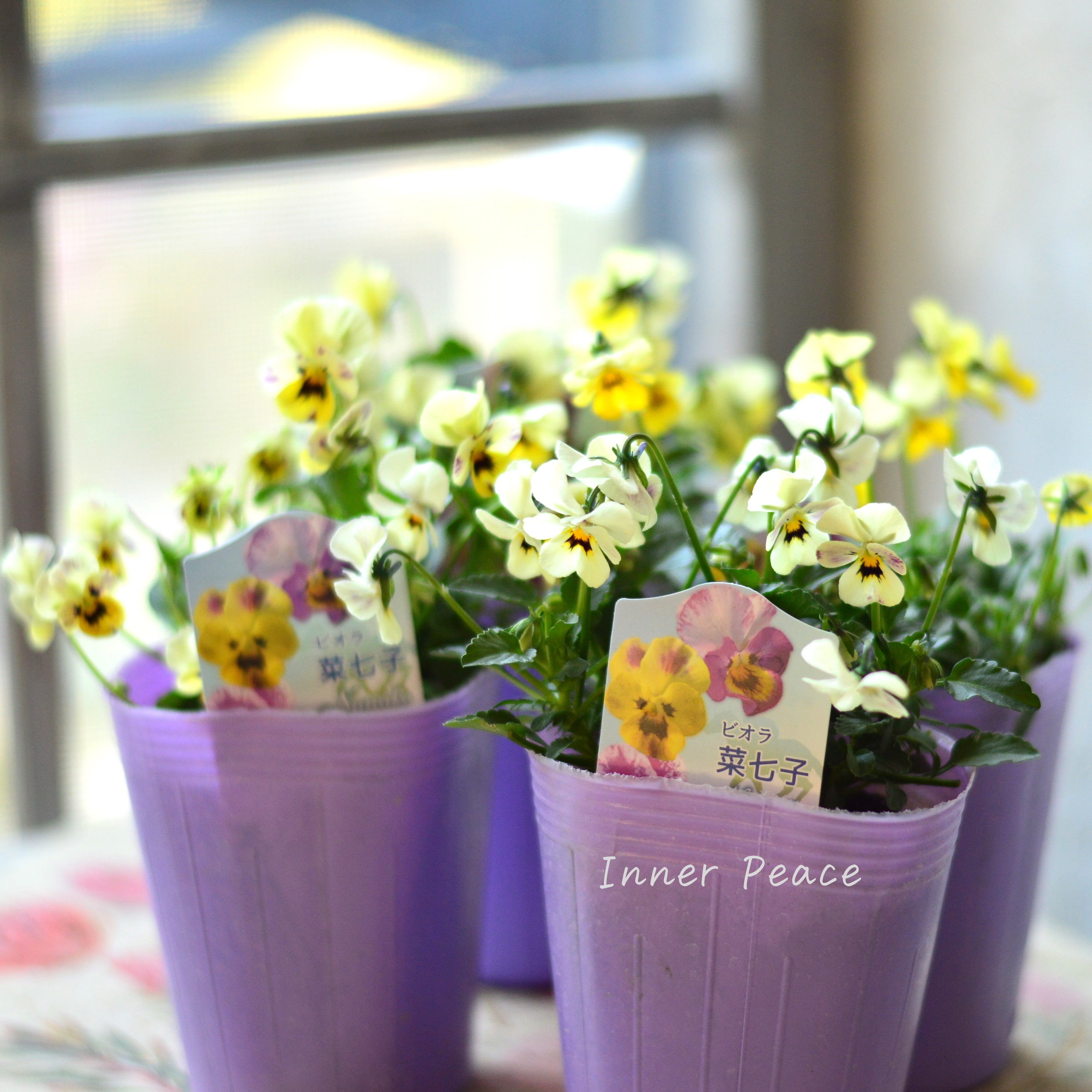 【花夢園芸さん】 ビオラ 『菜七子・Bタイプ』 3寸ロングPOT