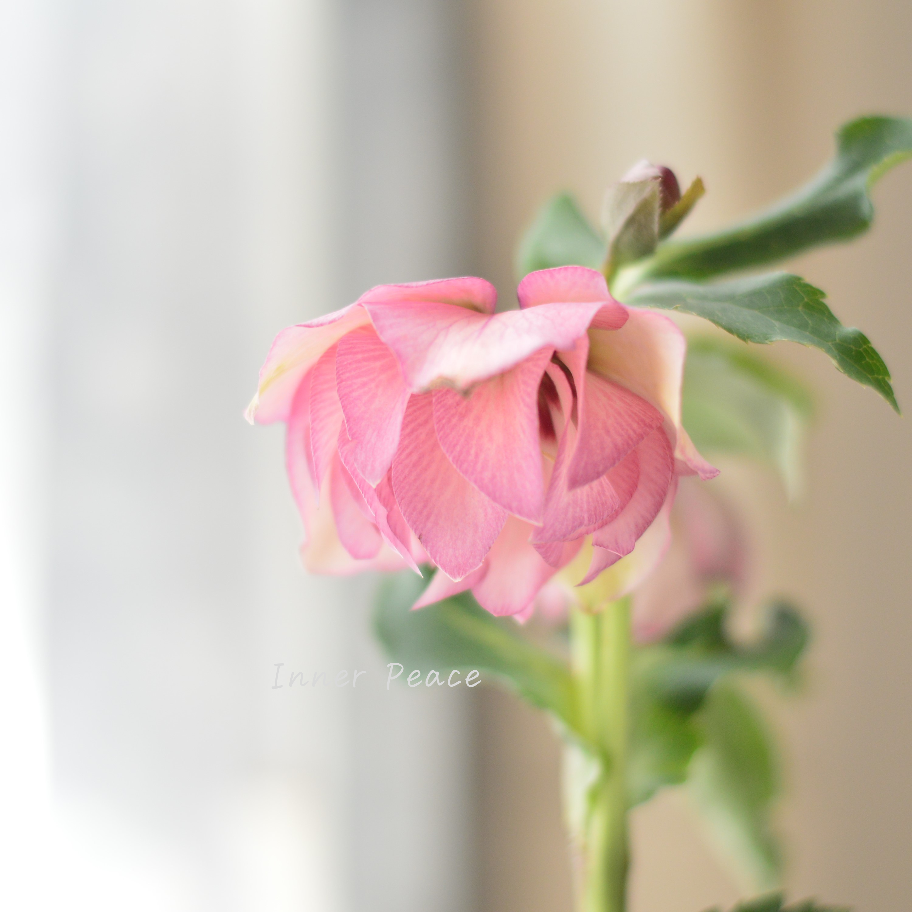 【希少】 吉瀬園芸さんのクリスマスローズ 『プレミアム・ダブル E』 4寸鉢