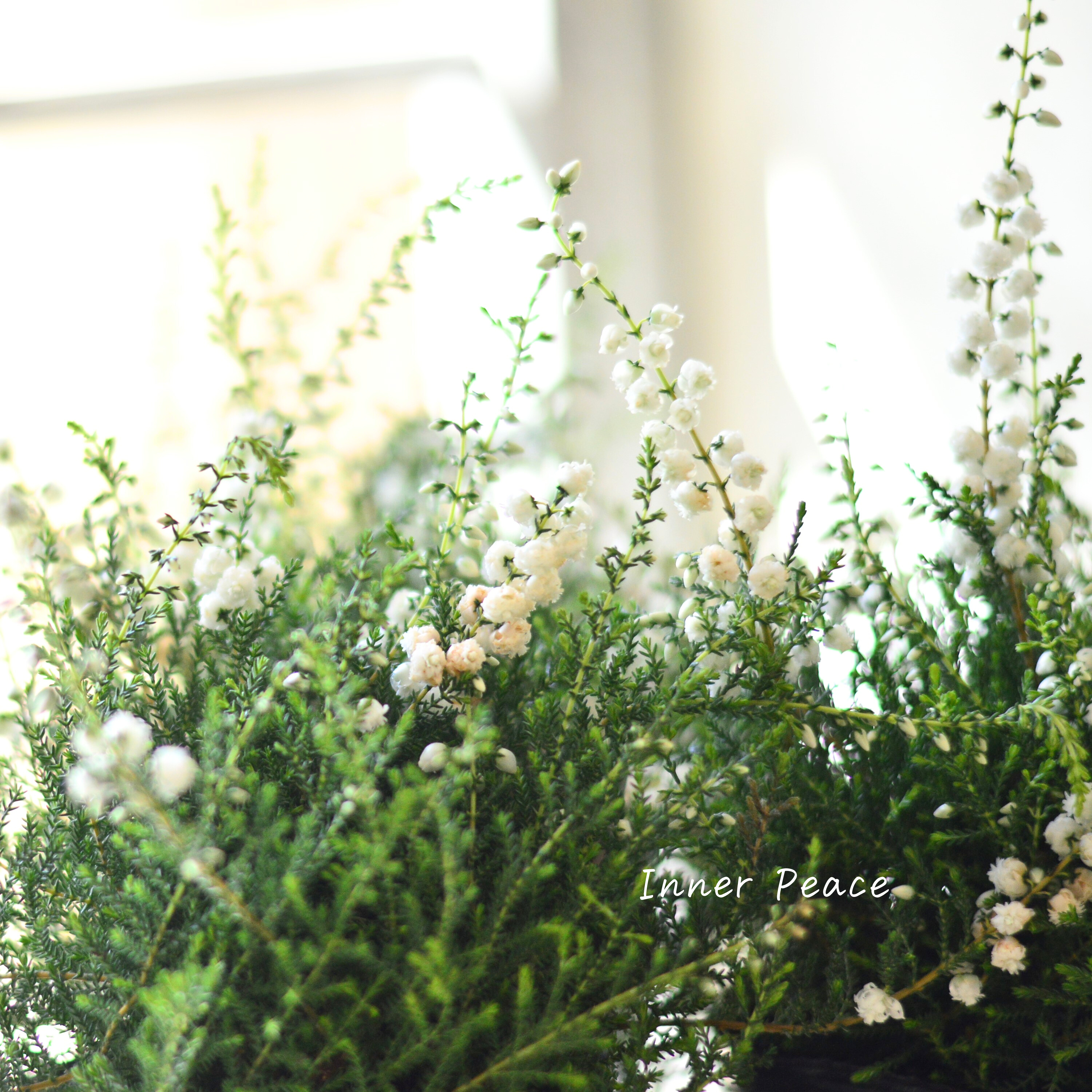 【豪華】 八重咲きカルーナ 『ホワイト』 3寸POT