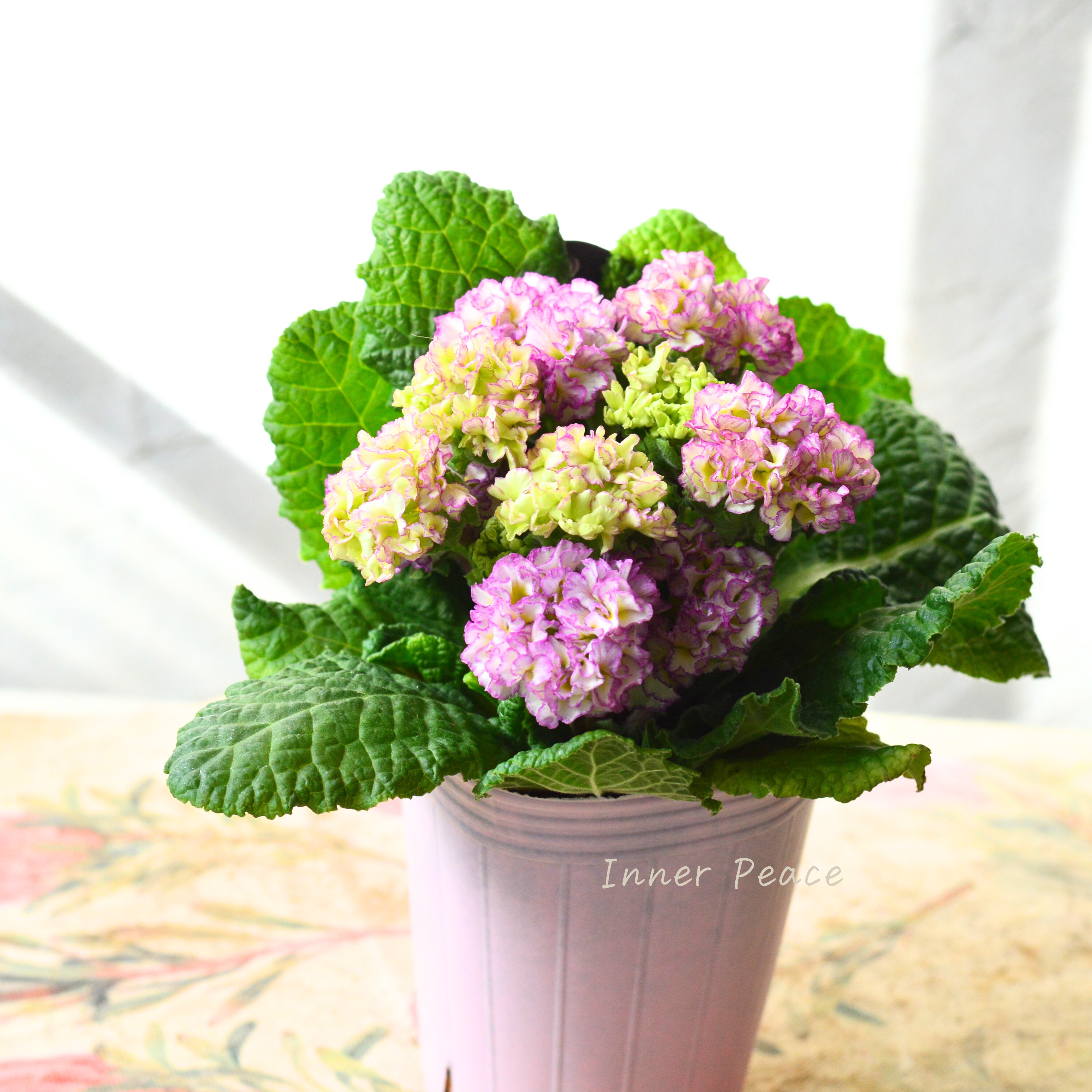 【k-plantsさん】 フリンジ咲き プリムラ 『ポンポンラパン・薄パープルミックス系』 2.5寸ロングPOT