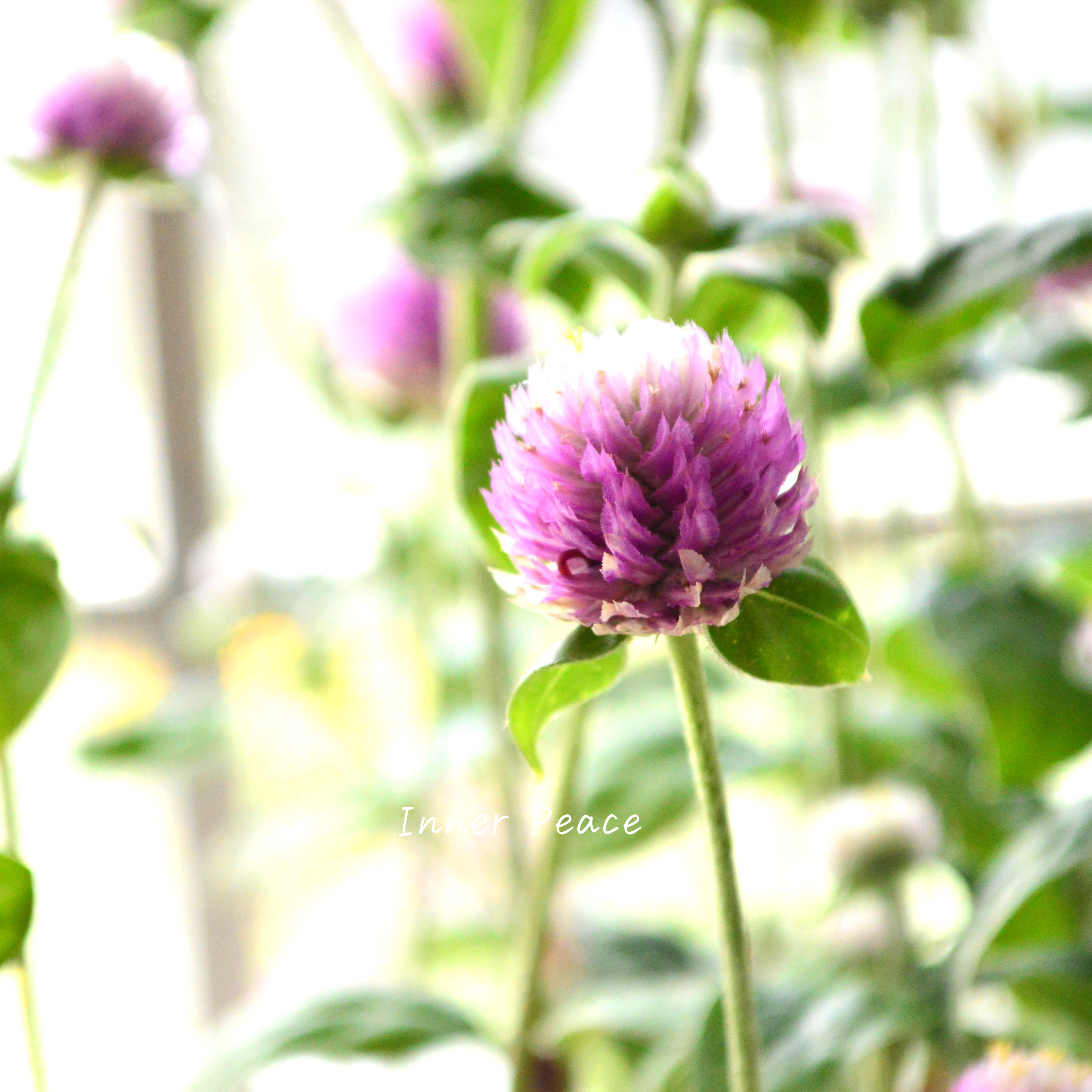 【暑さに強い】 千日紅 『キャンディキャンディ・ピンク』 3寸POT