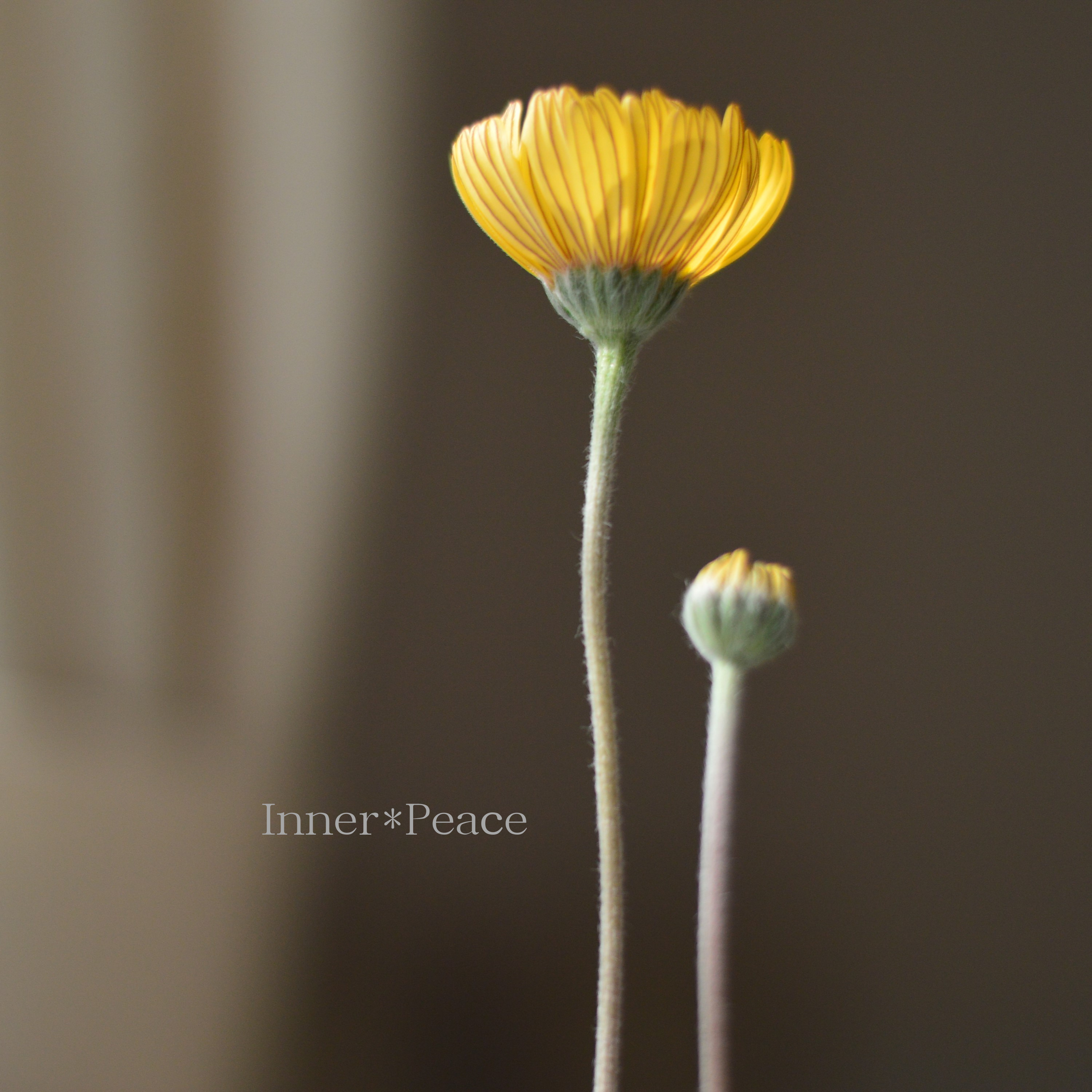 【開花期が長い】 ヒメノキシス 『イエローファンタジー』 3寸POT