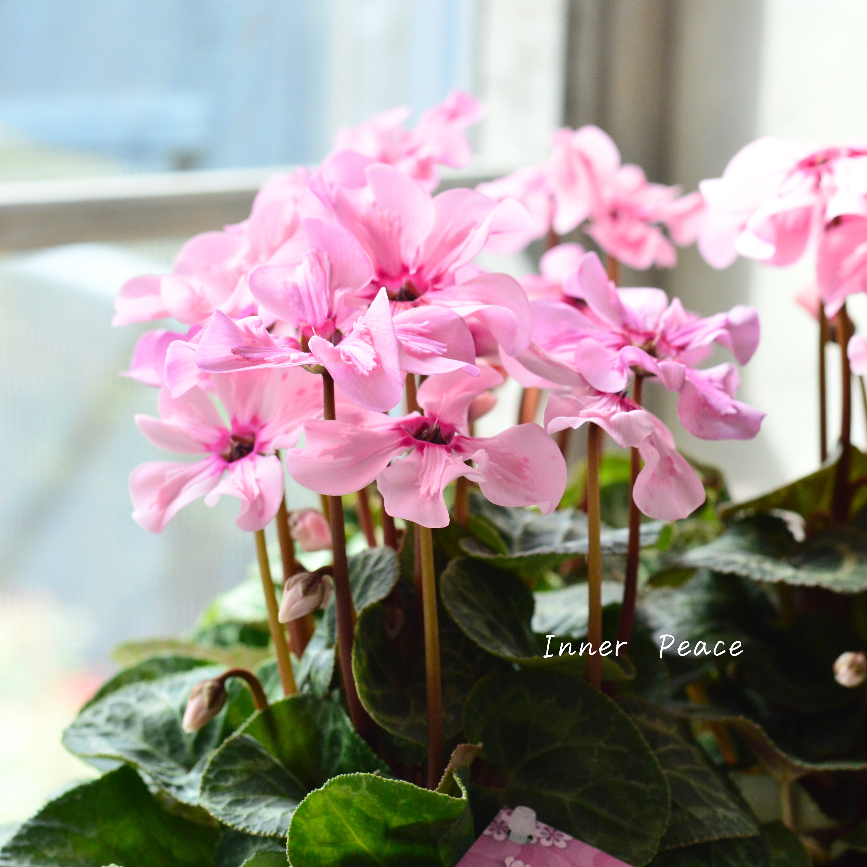 【新品種】 ミニシクラメン 『イリュージア・ピンクラテ』 3寸硬質POT