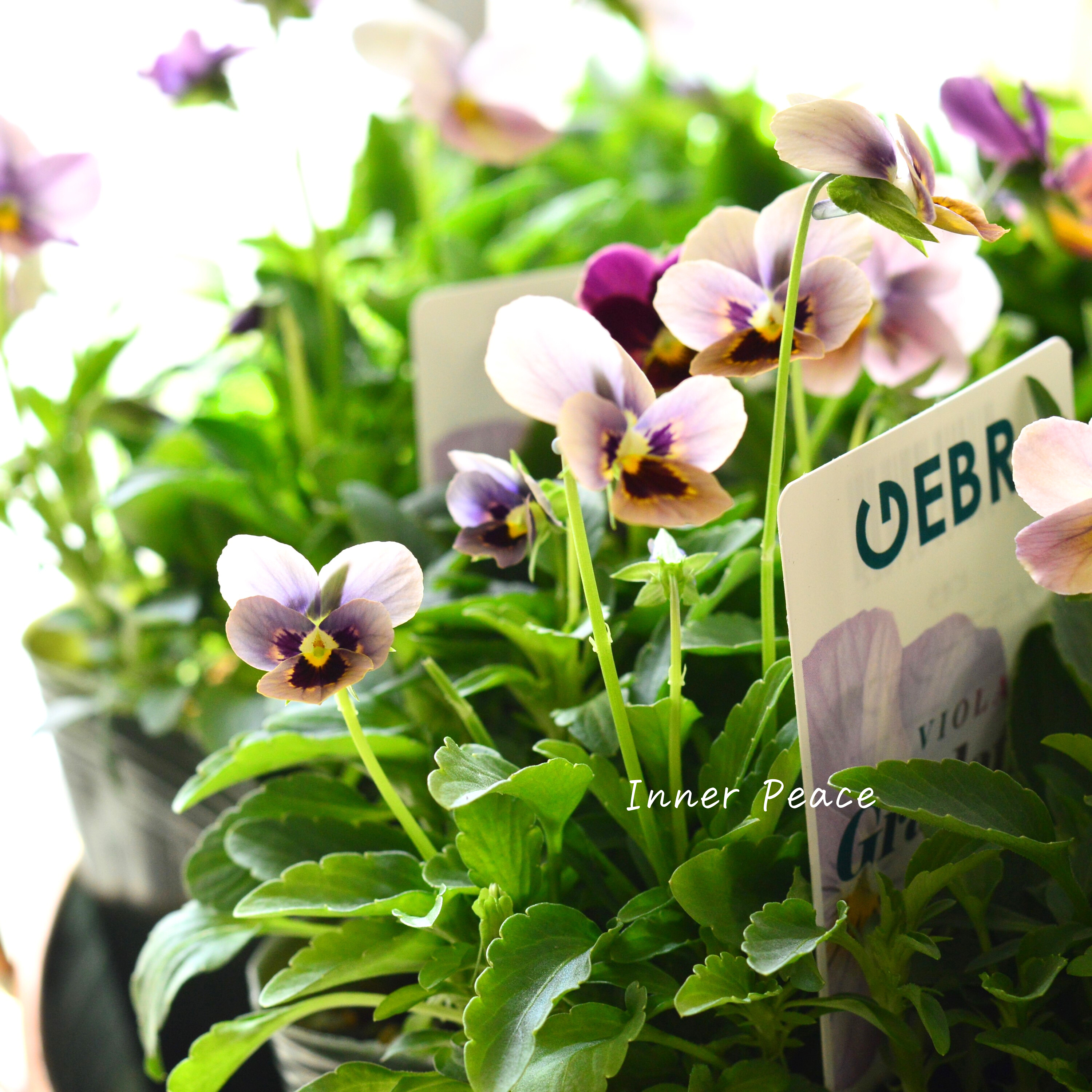 【ゲブラさん】 ビオラ 『グラデーション』 3.5寸POT