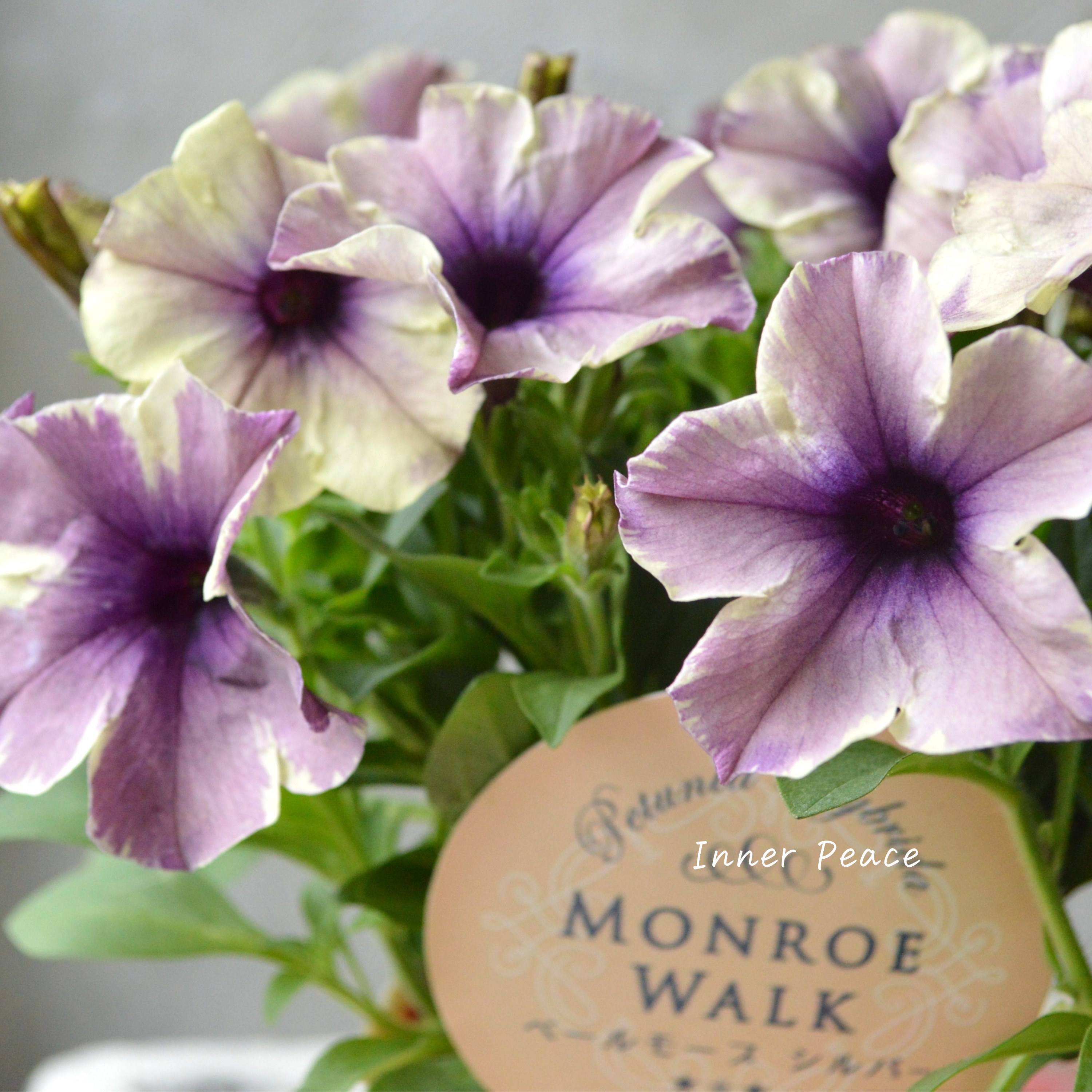 【花芳さんオリジナル】 ペチュニア 『モンローウォーク・ベールモーブシルバー』 3.5寸POT