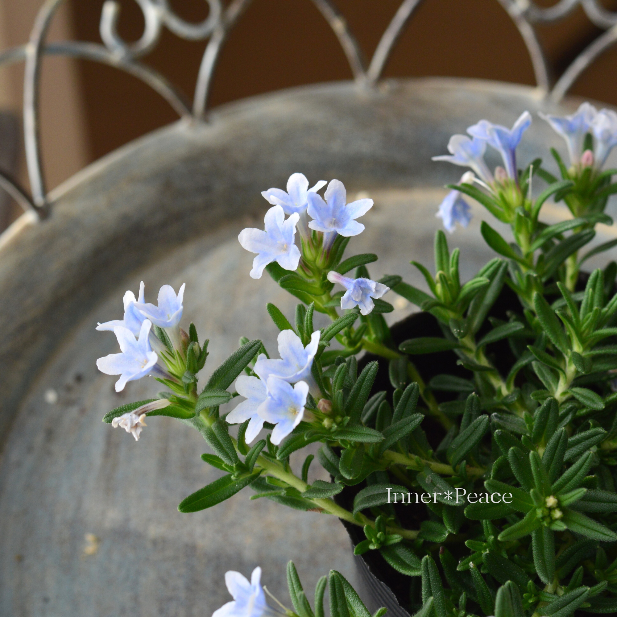 【美しい】 ミヤマホタルカズラ 『リソドラスター』 3.5寸POT